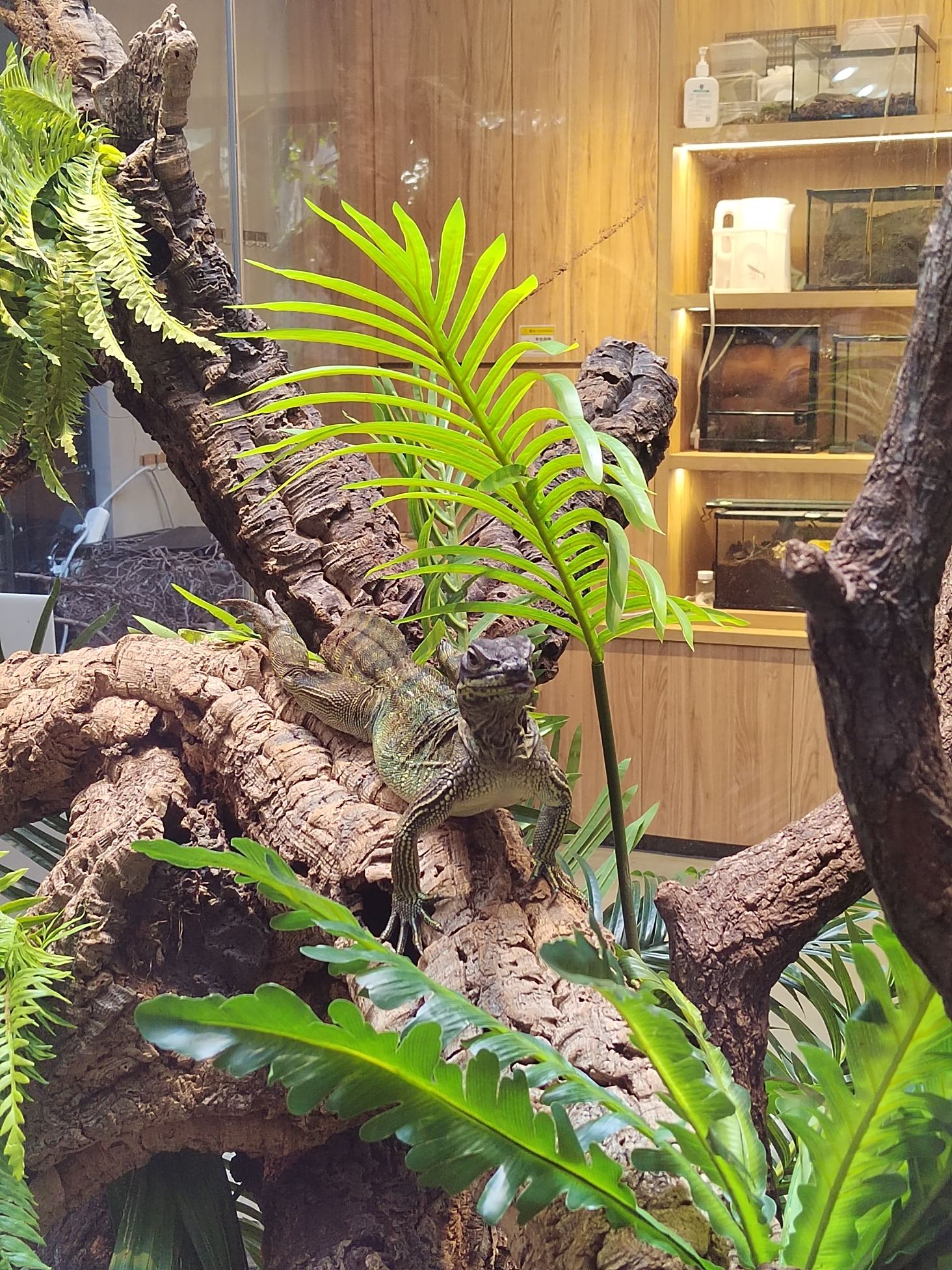 场地封面-虫影神奇动物乐园(南头古城店)