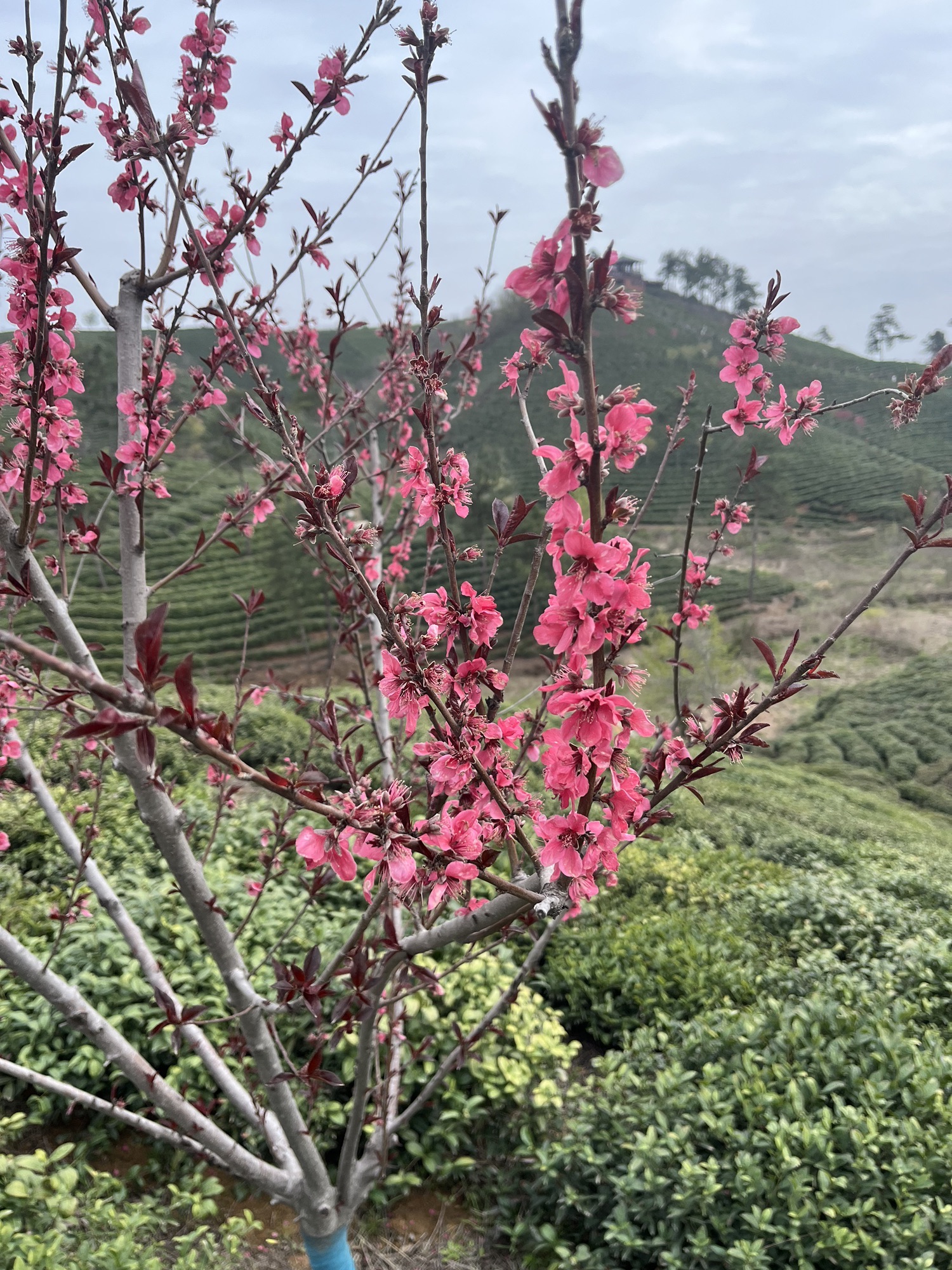 架子山公园旅行图片 1