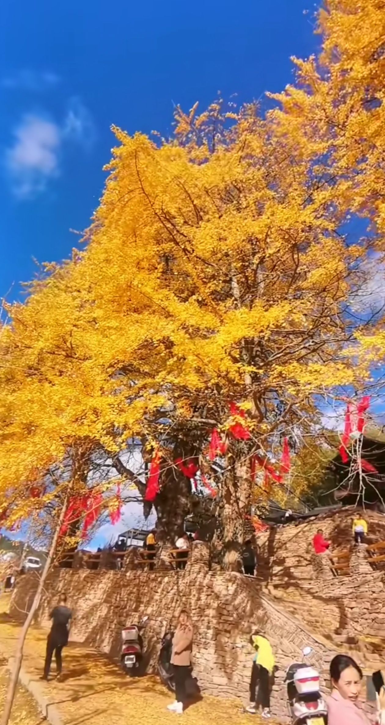 中国城步罗家水村千年银杏旅游度假区旅行图片 3