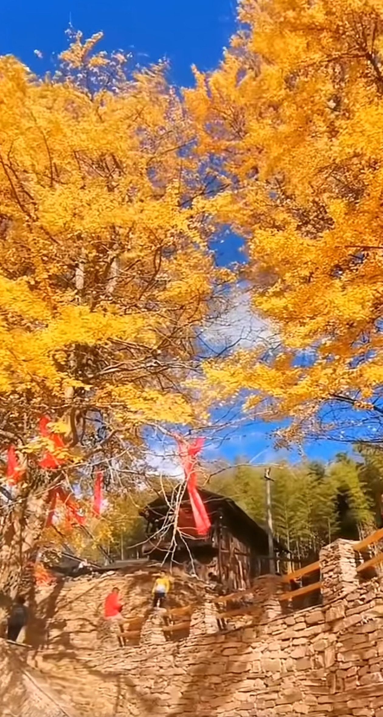 中国城步罗家水村千年银杏旅游度假区旅行图片 2