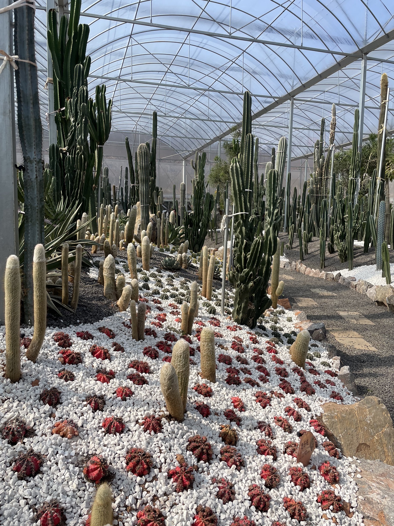 花奇里景区旅行图片 3
