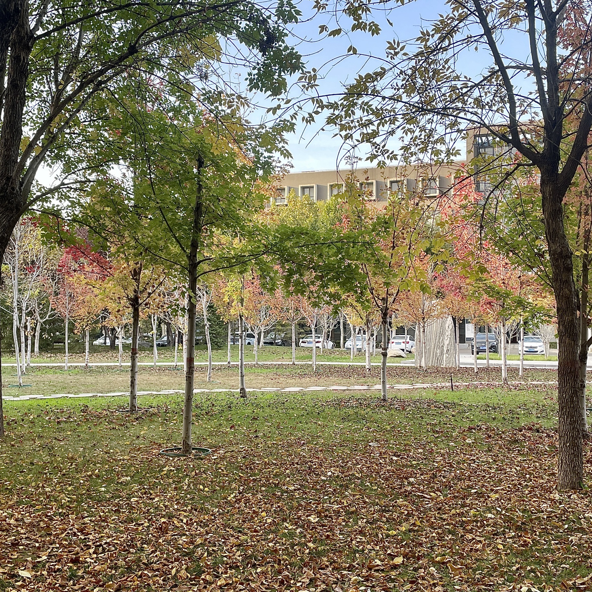 河北师范大学(新校区)-小树林旅行图片 3