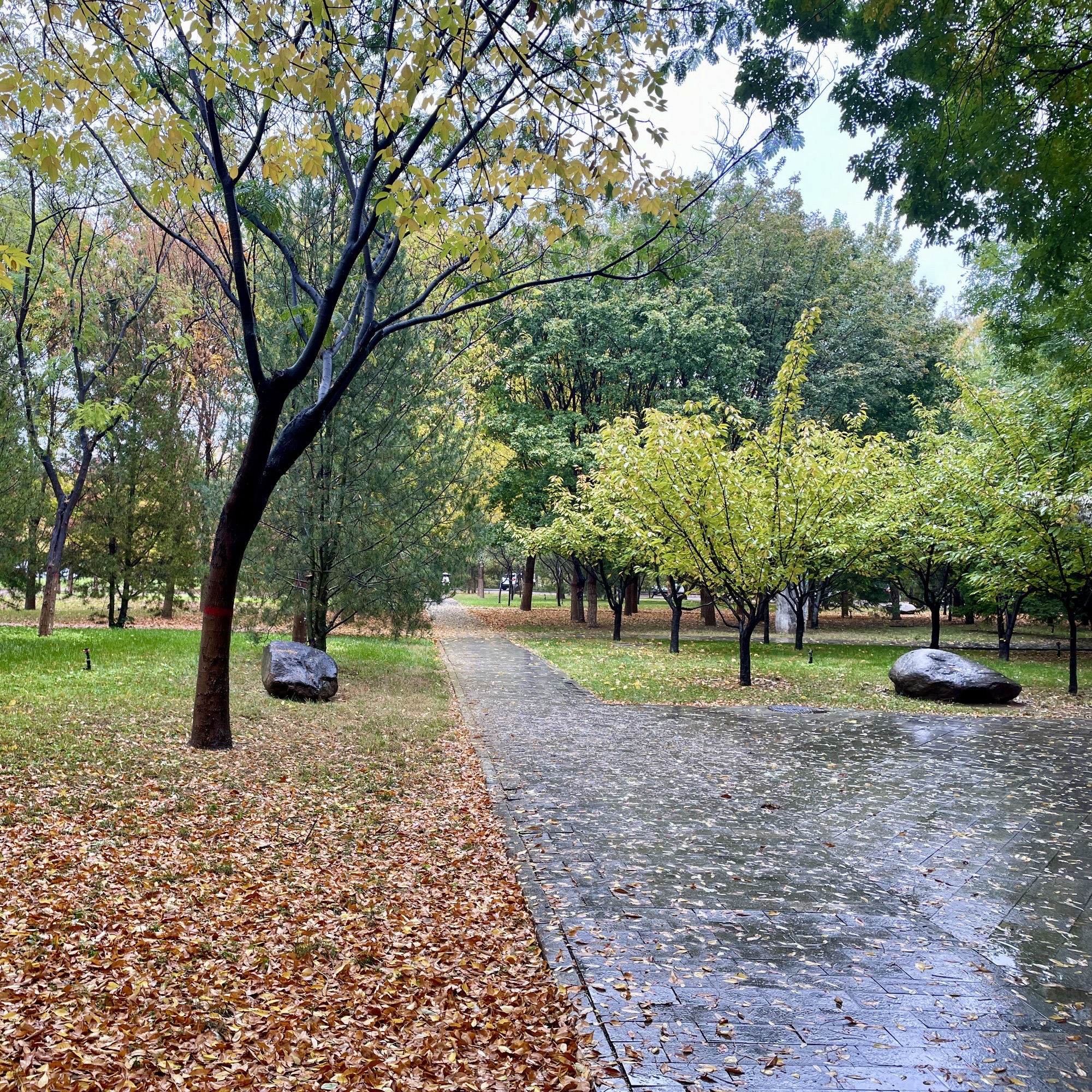 河北师范大学(新校区)-小树林旅行图片 1