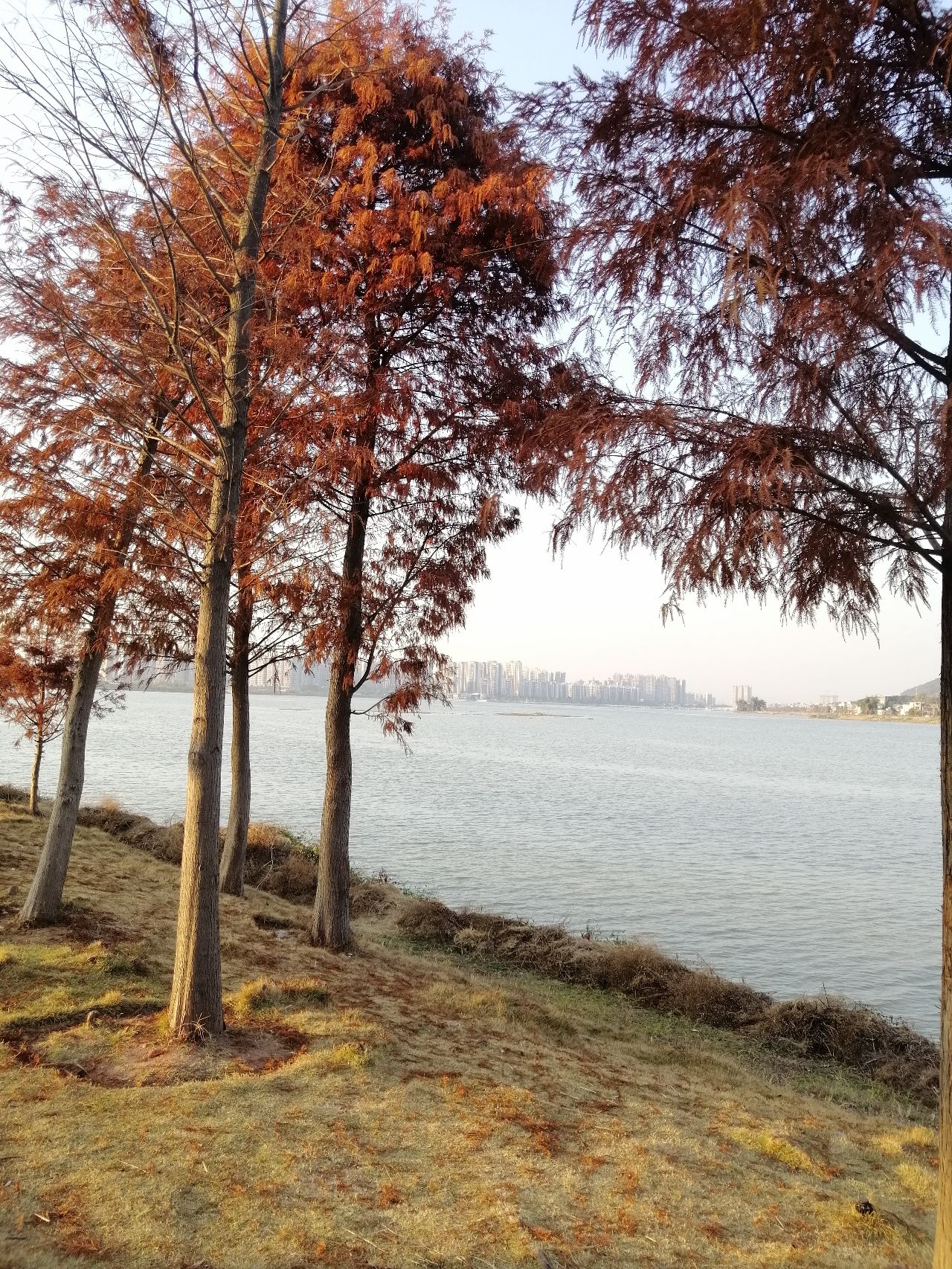 古凤公园旅行图片 1