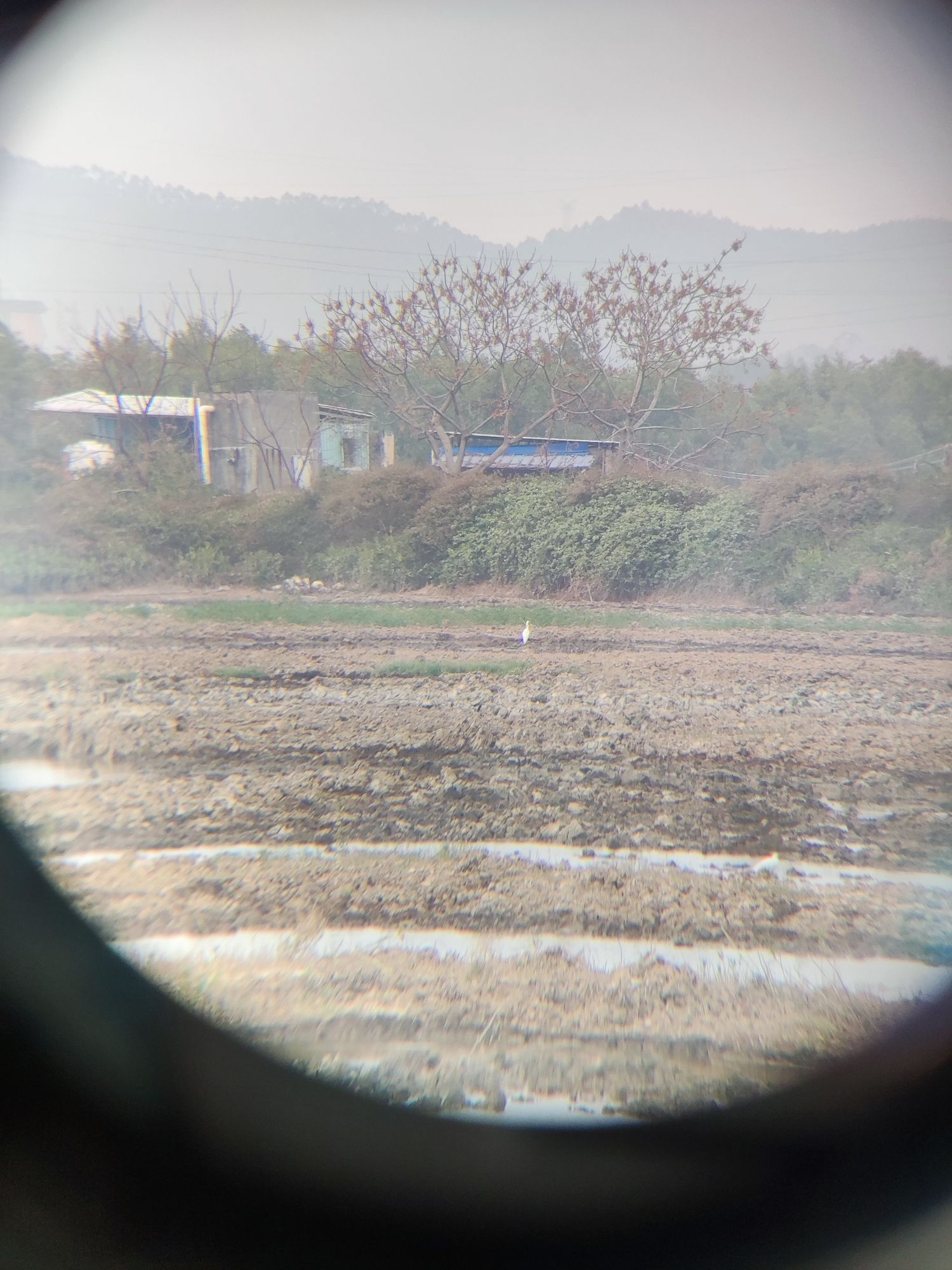 广东阳东寿长河红树林国家湿地公园(暂停开放)旅行图片 3