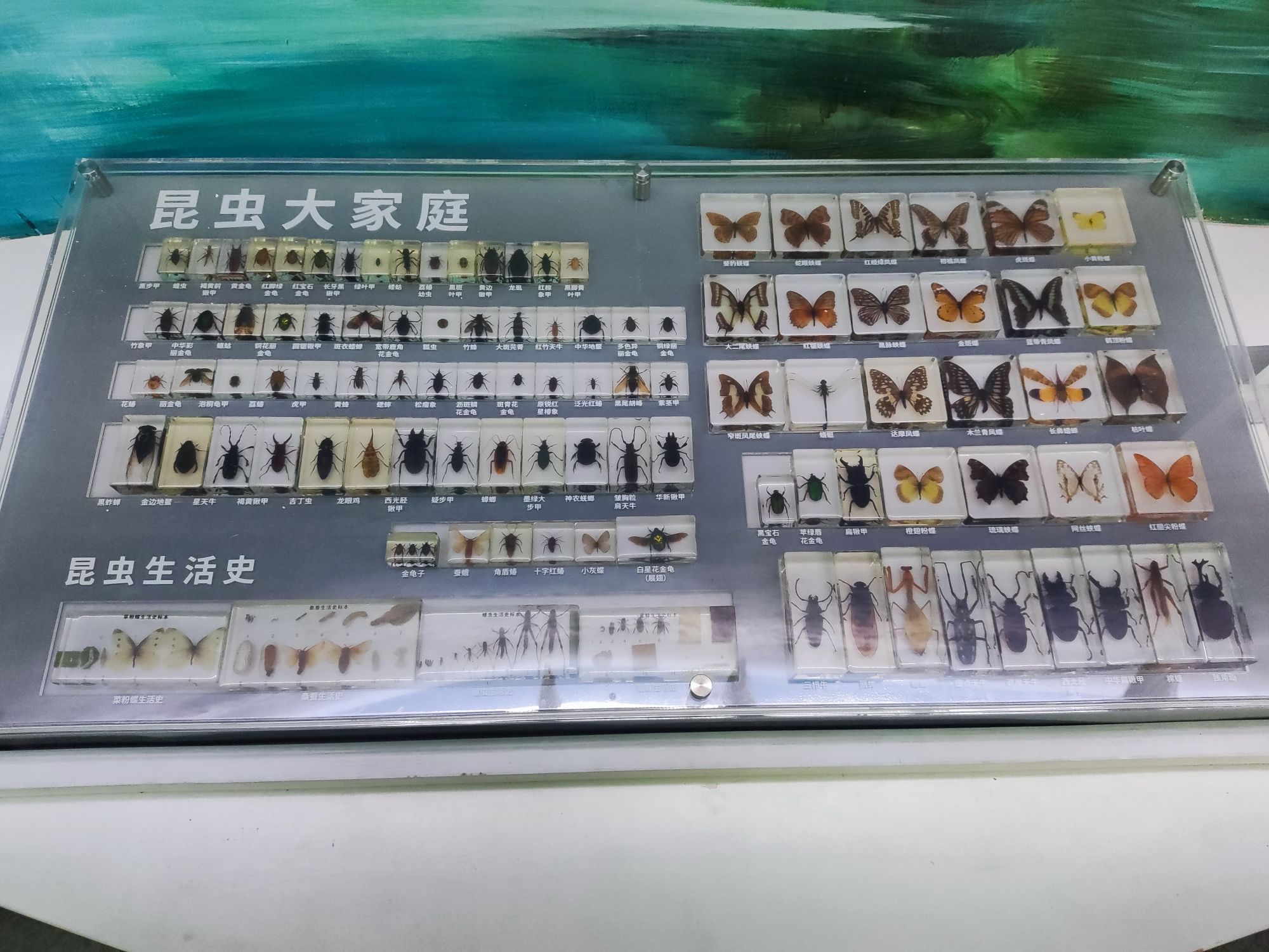 广东阳东寿长河红树林国家湿地公园(暂停开放)旅行图片 1