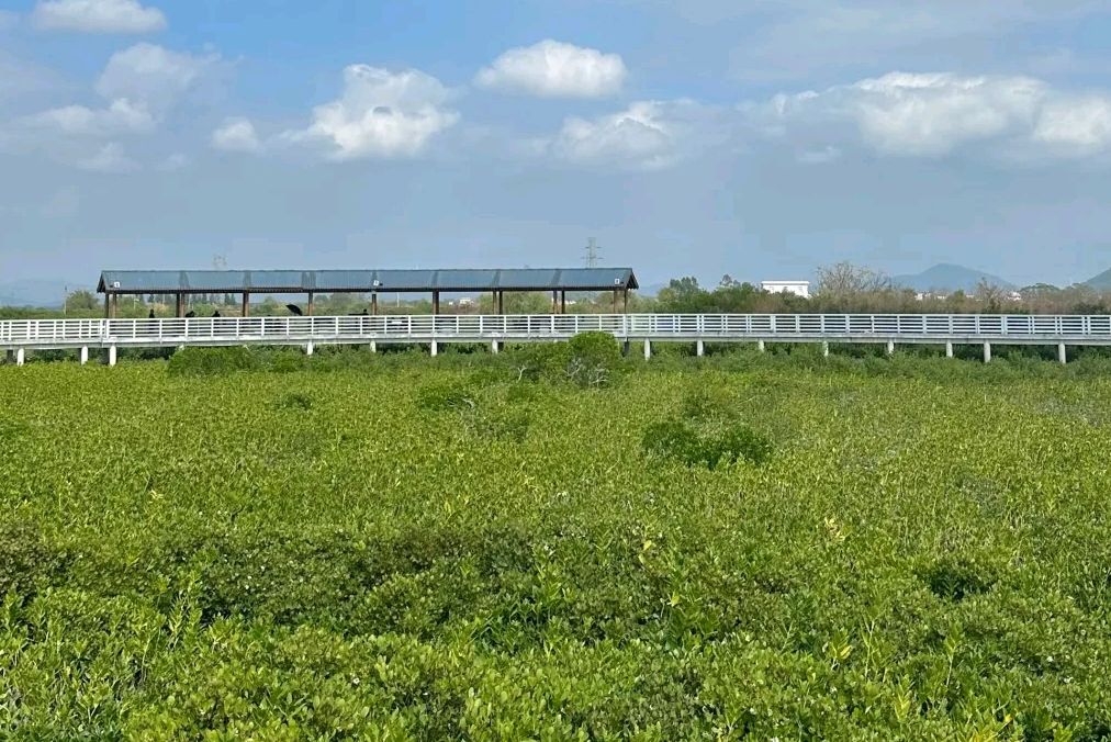 广东阳东寿长河红树林国家湿地公园(暂停开放)旅行图片 2