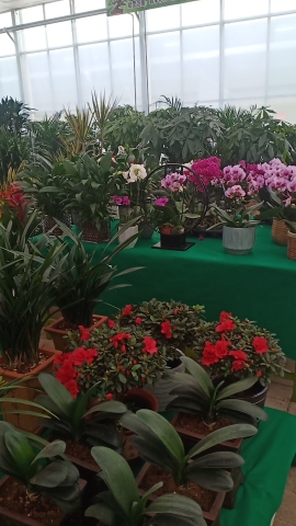 陈仓区花卉市场