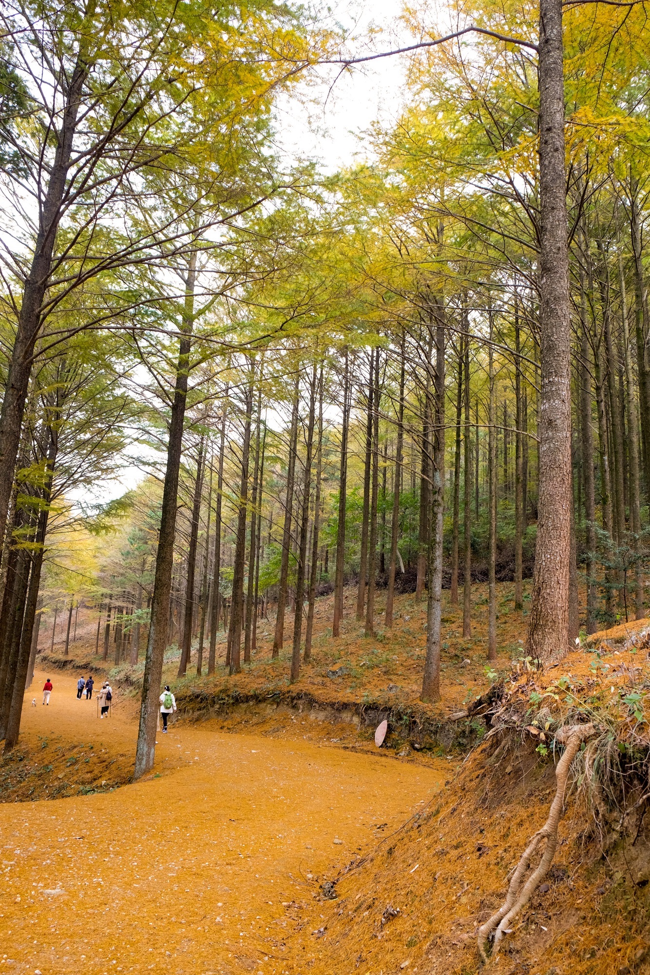 乌岩岭黄金古道旅行图片 3