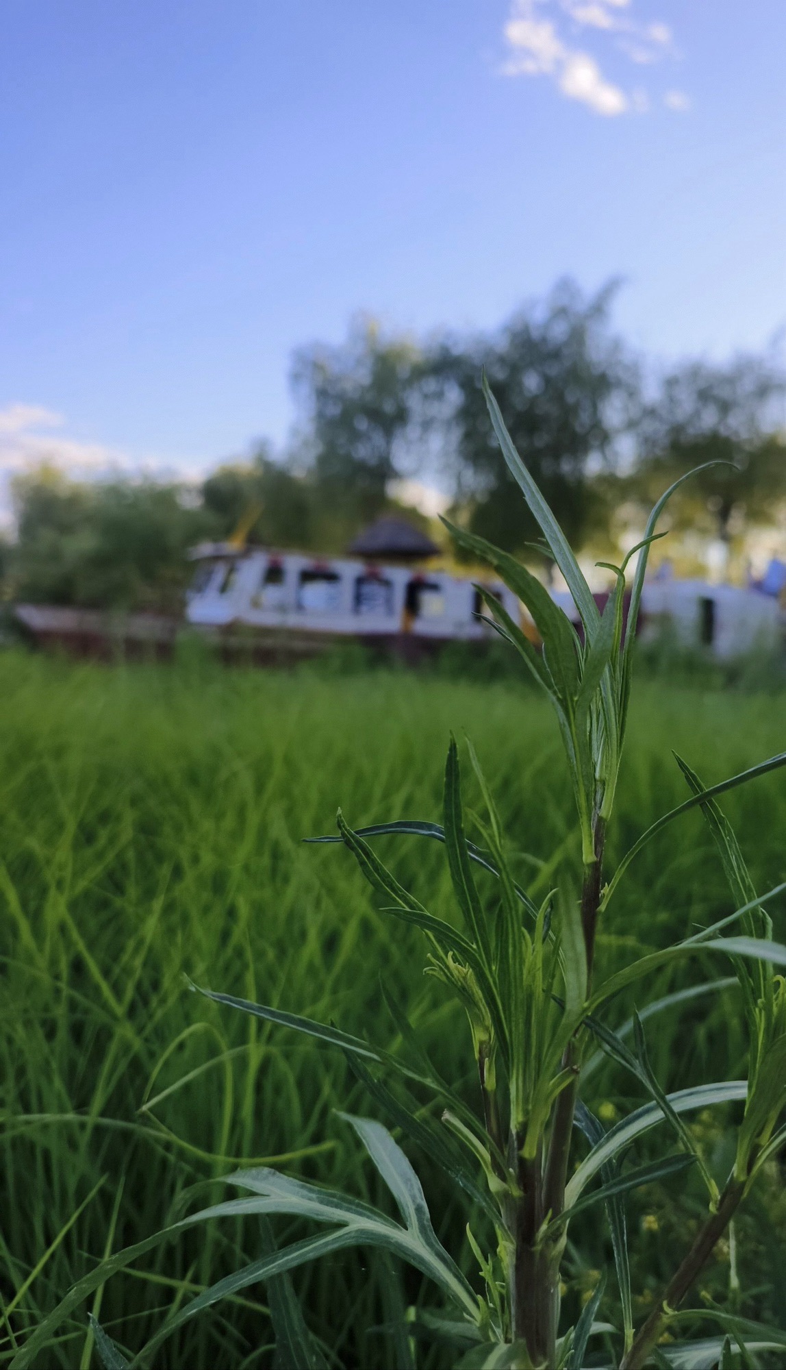 紫蒙湖太阳岛景区旅行图片 2