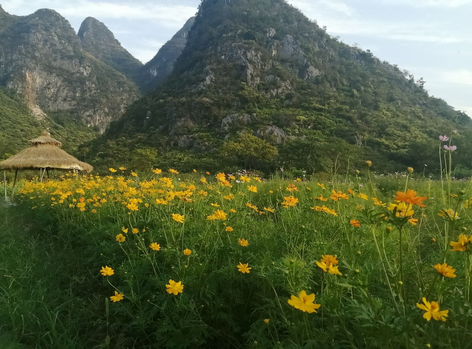 花田拾光花海旅行图片 1