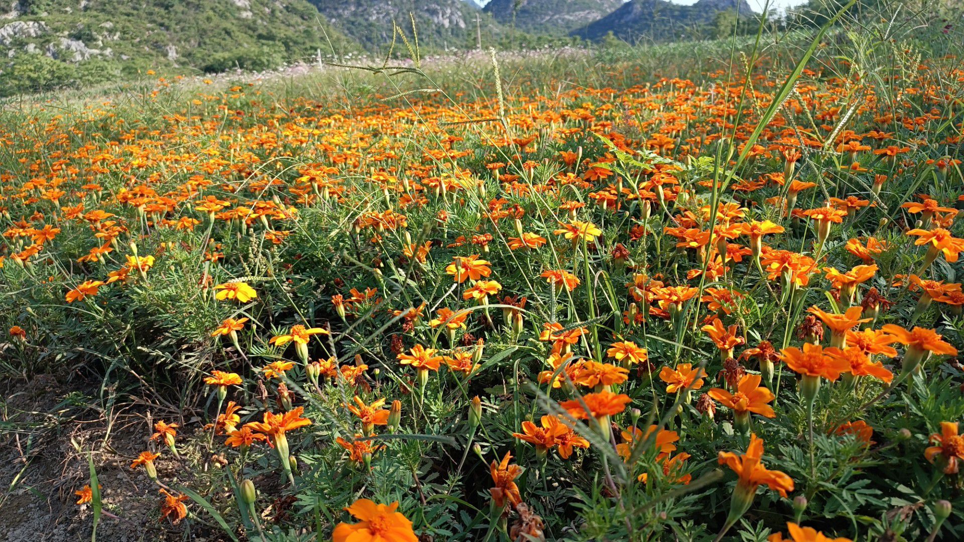 花田拾光花海旅行图片 3