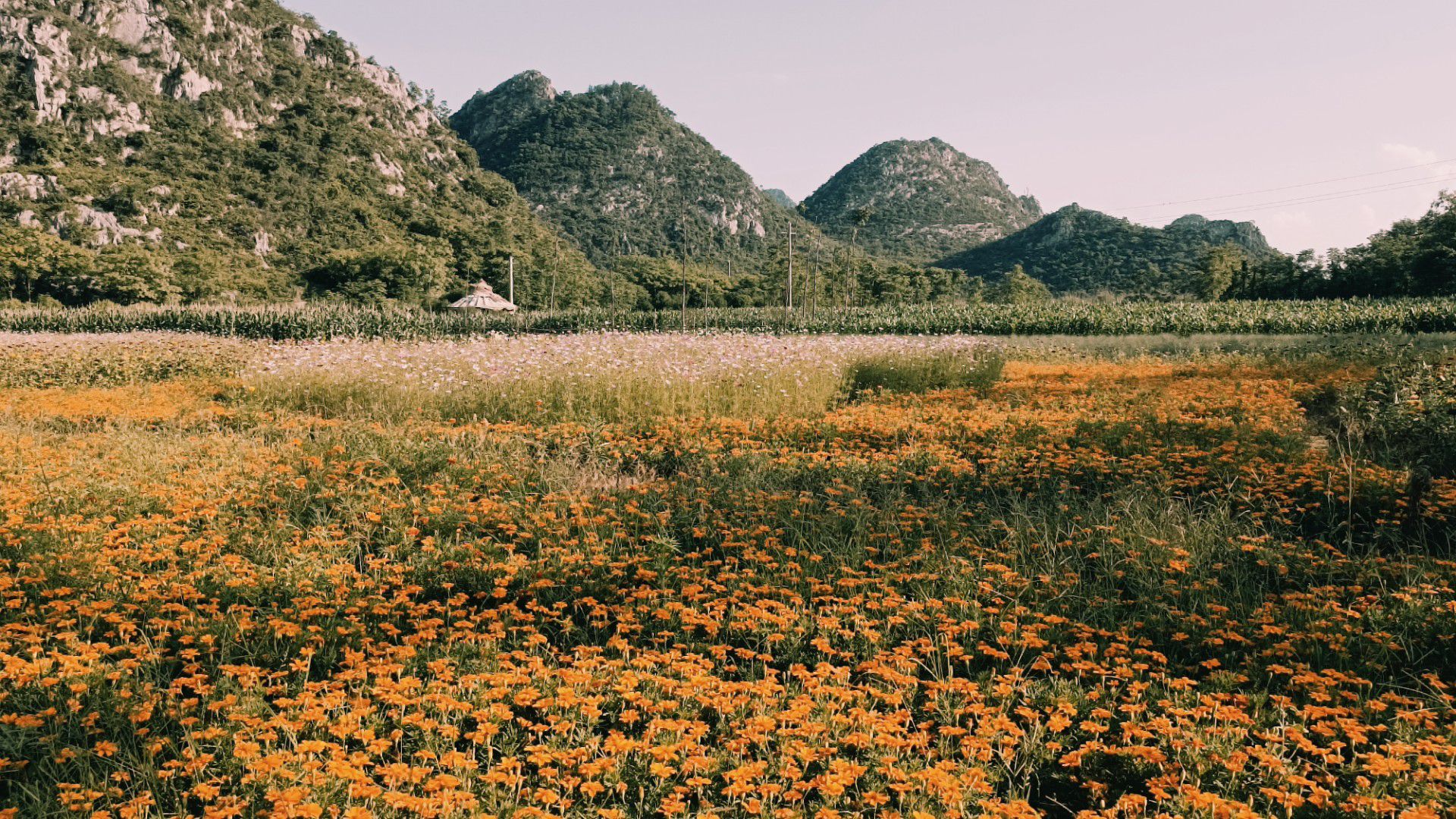 花田拾光花海旅行图片 1