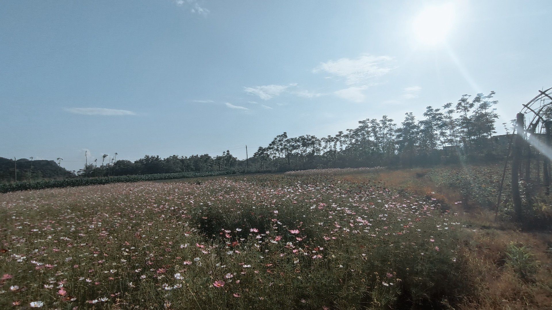 花田拾光花海旅行图片 2