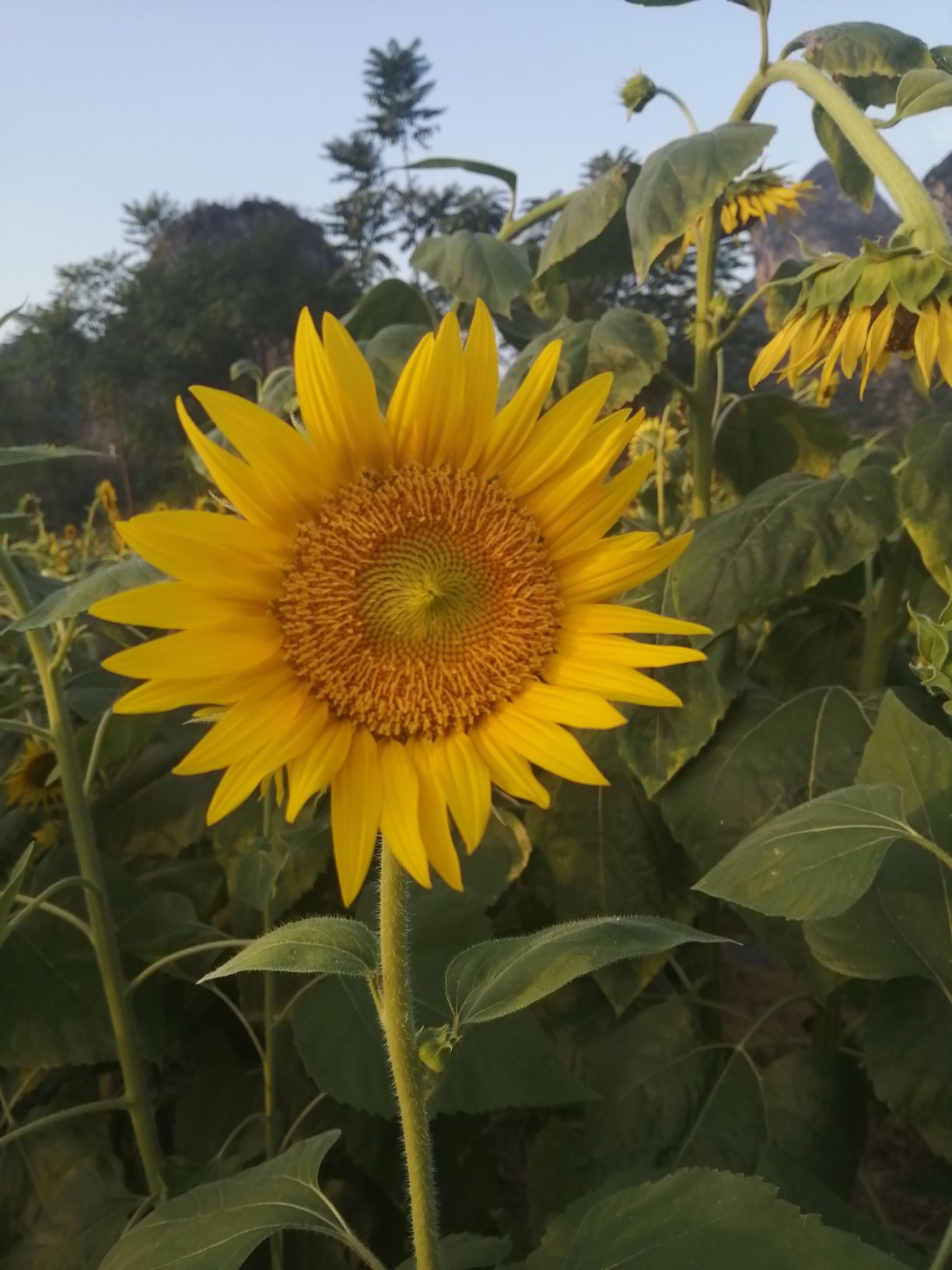 花田拾光花海旅行图片 3