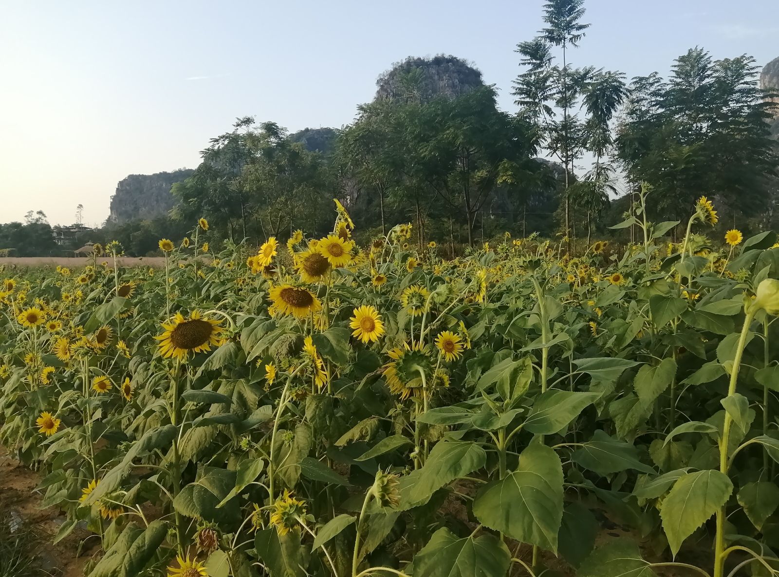 花田拾光花海旅行图片 2