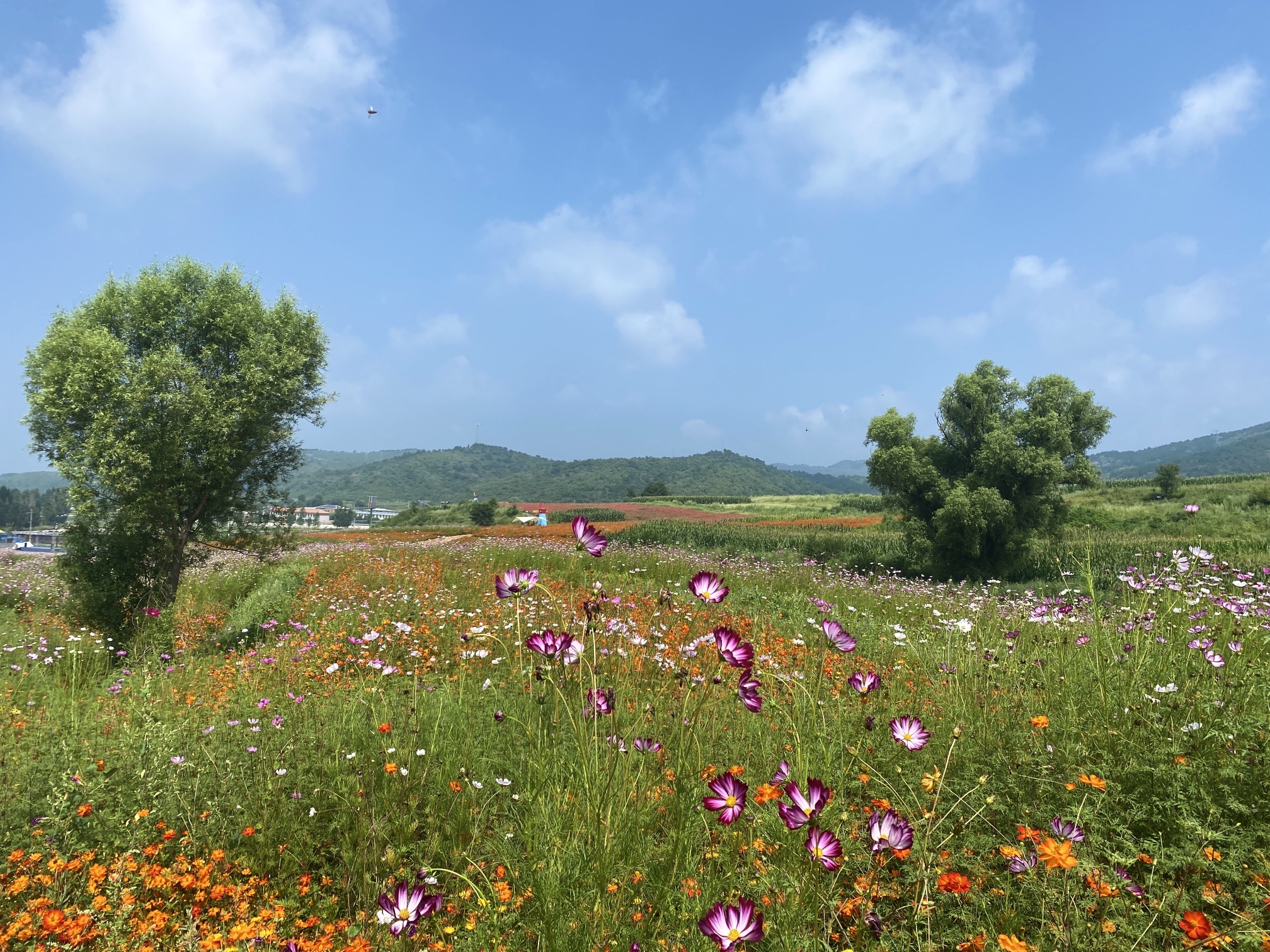 牧蓝谷生态休闲度假区(暂停开放)旅行图片 3