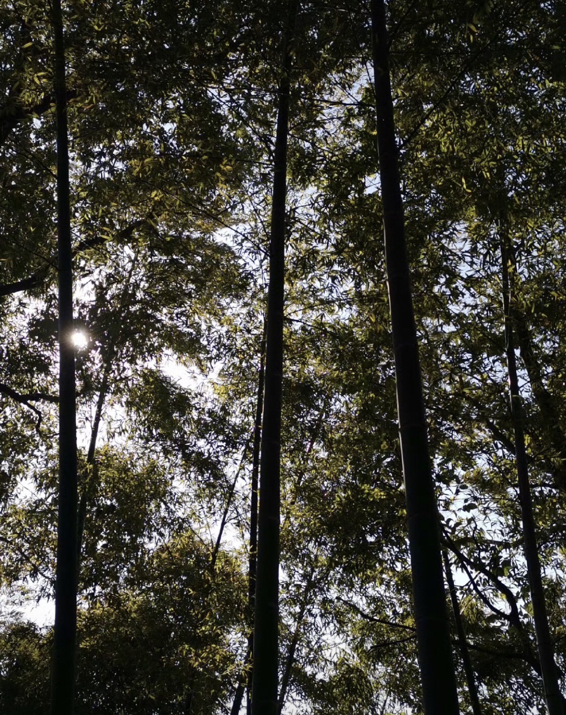 翠屏山旅游度假区旅行图片 2