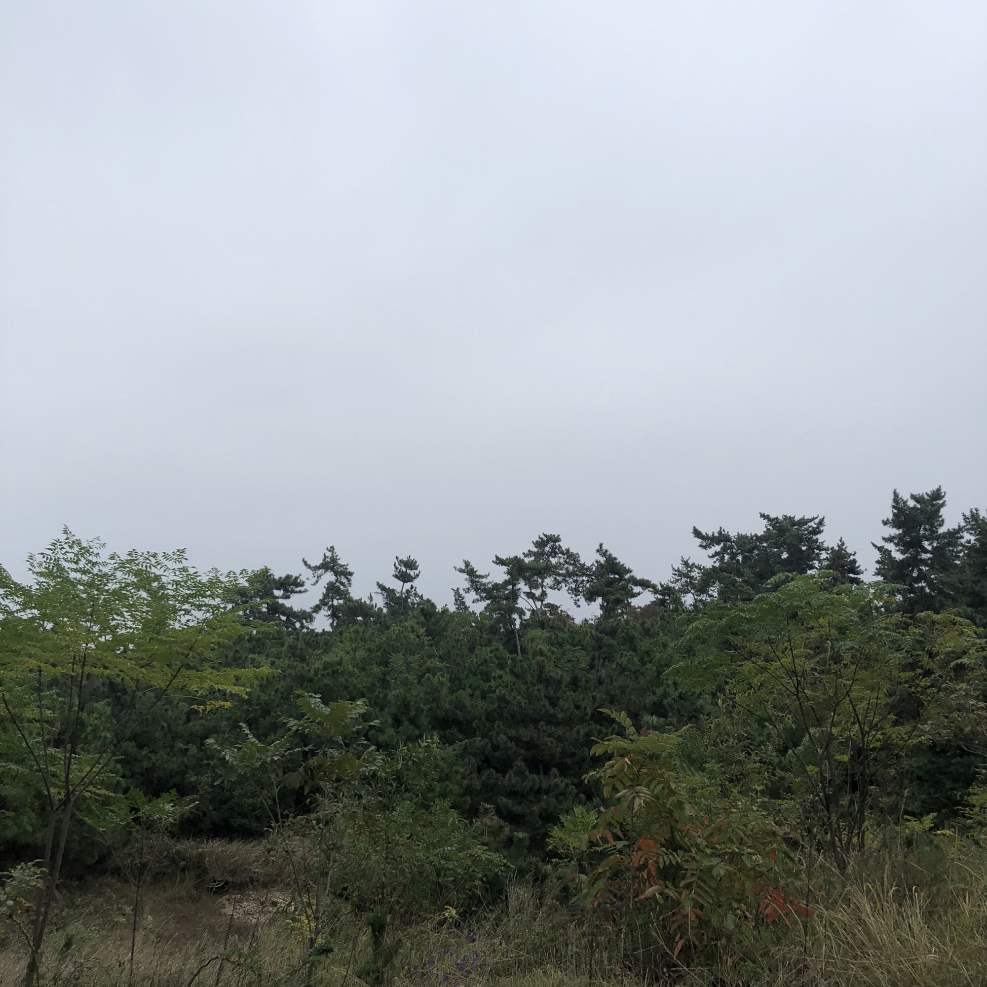 安徽老嘉山国家森林自然公园旅行图片 3