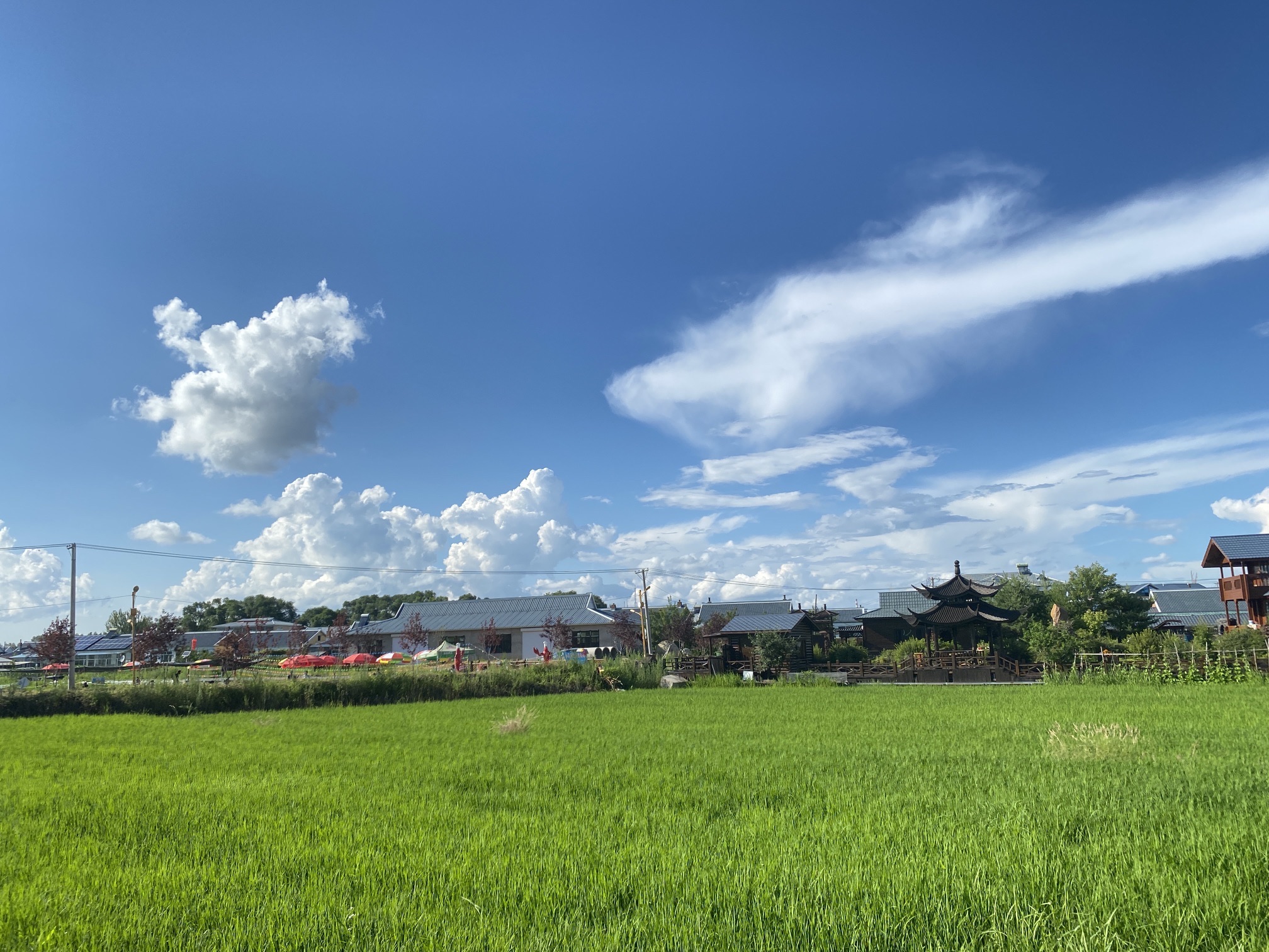 中兴村稻田观光小火车旅行图片 3