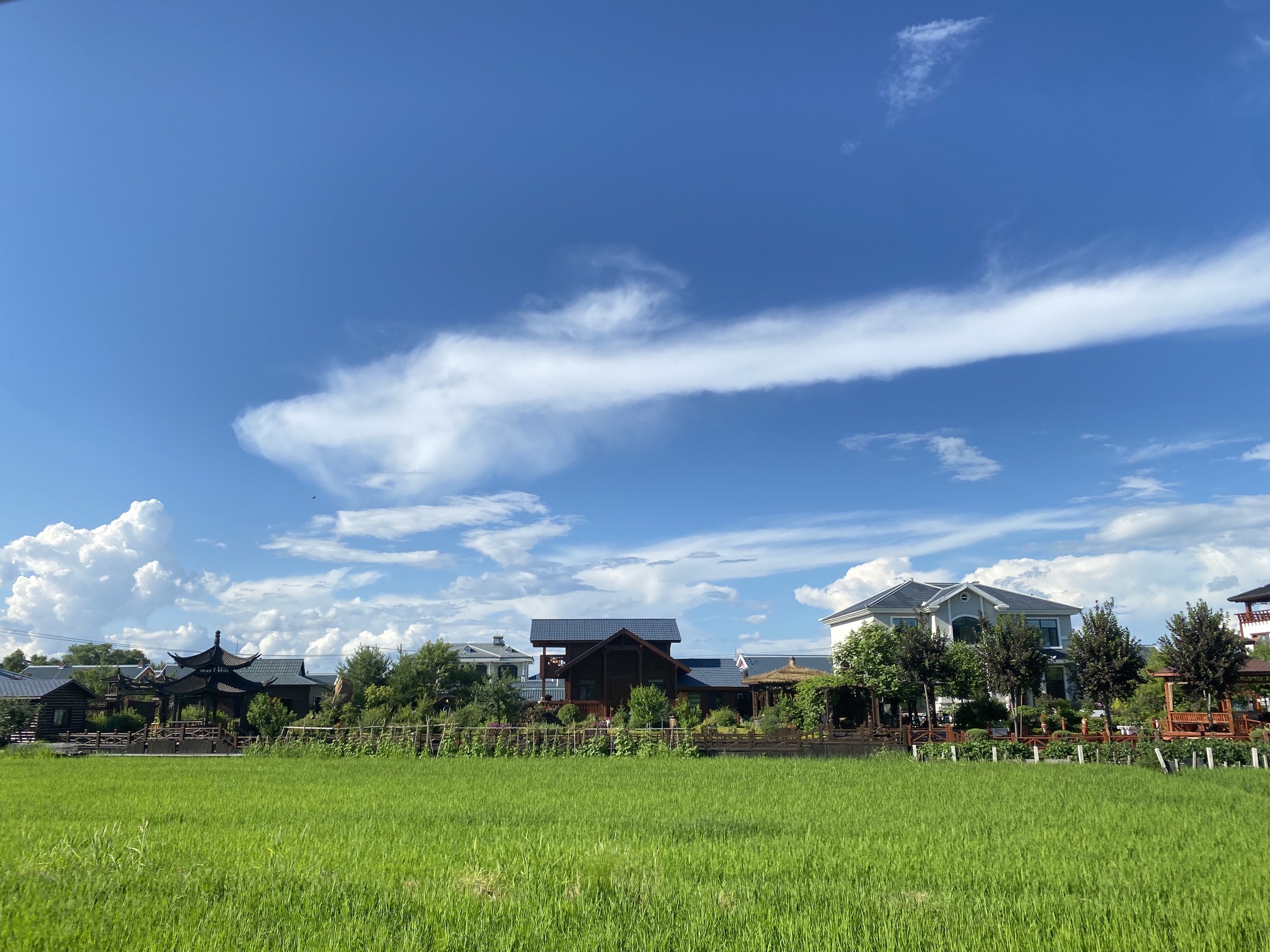 中兴村稻田观光小火车旅行图片 2
