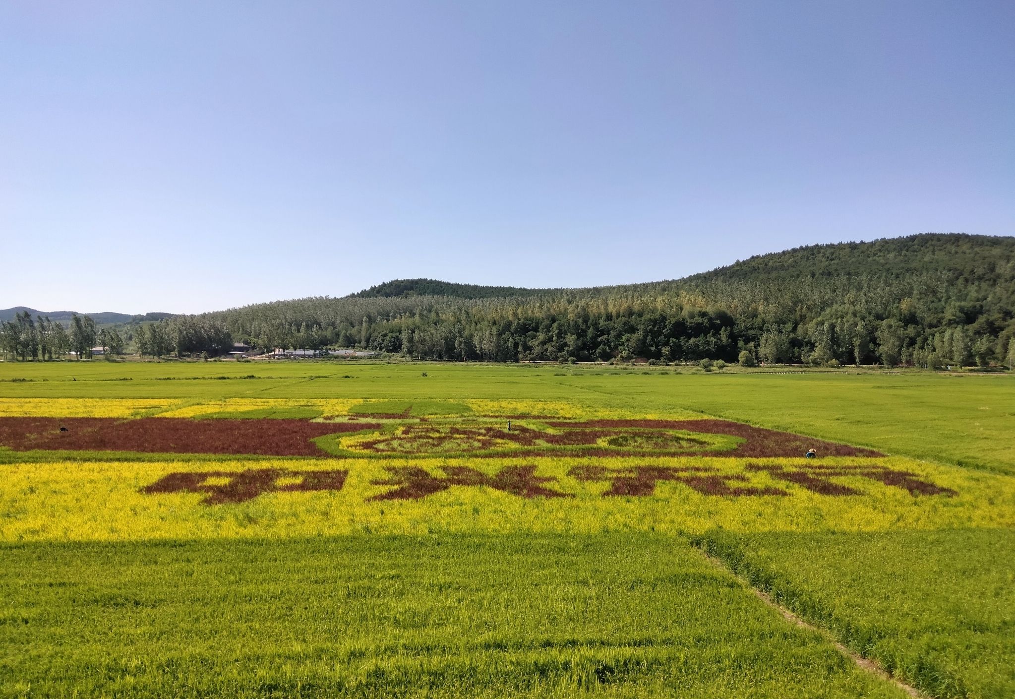 中兴村花海旅行图片 3