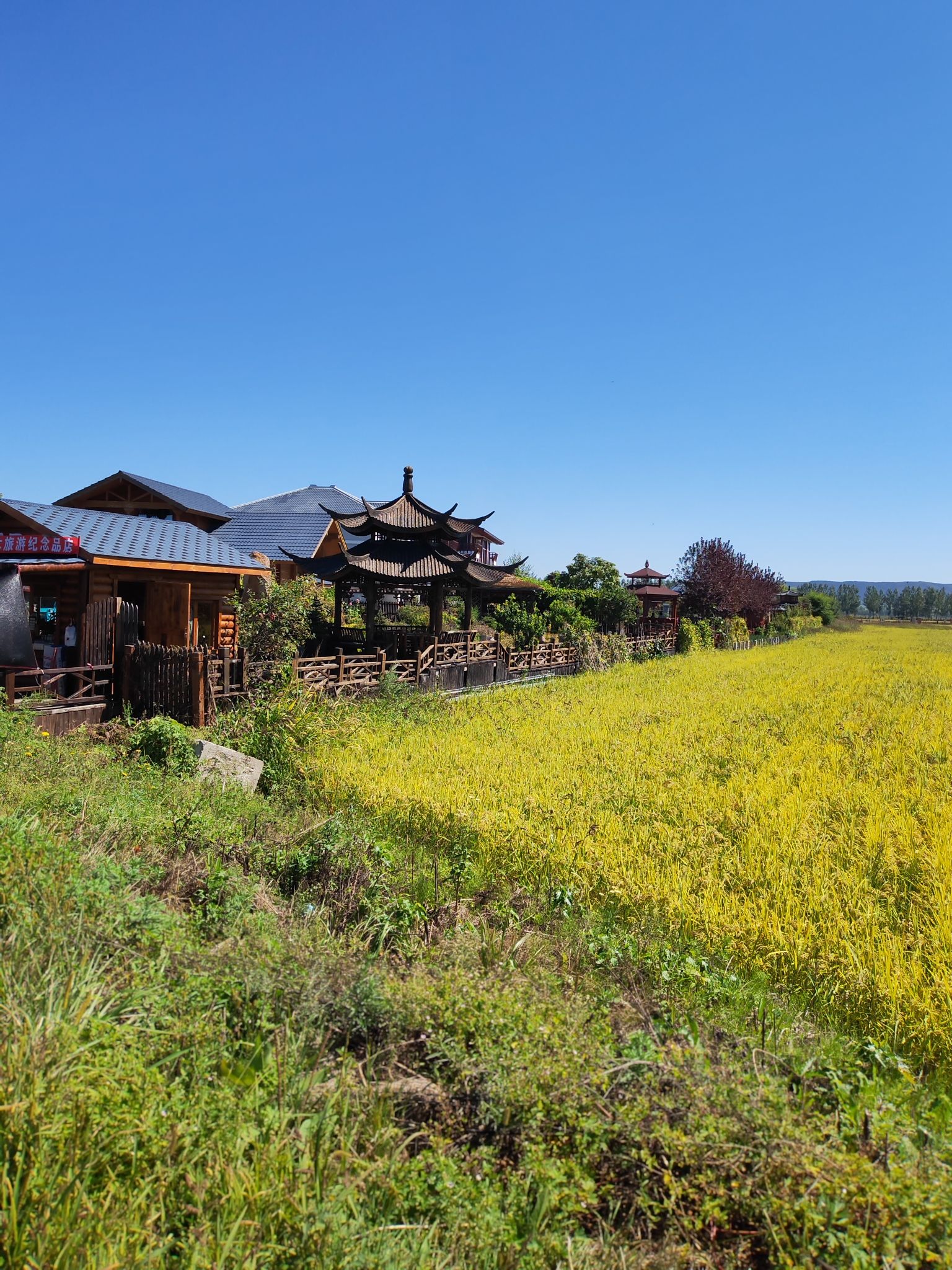中兴村花海旅行图片 1