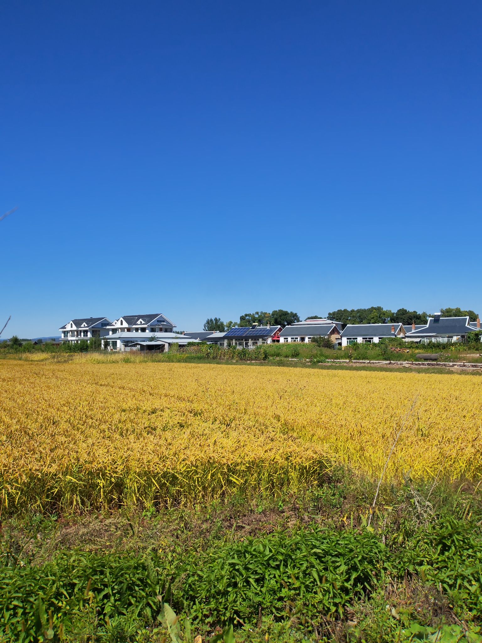 中兴村花海旅行图片 2