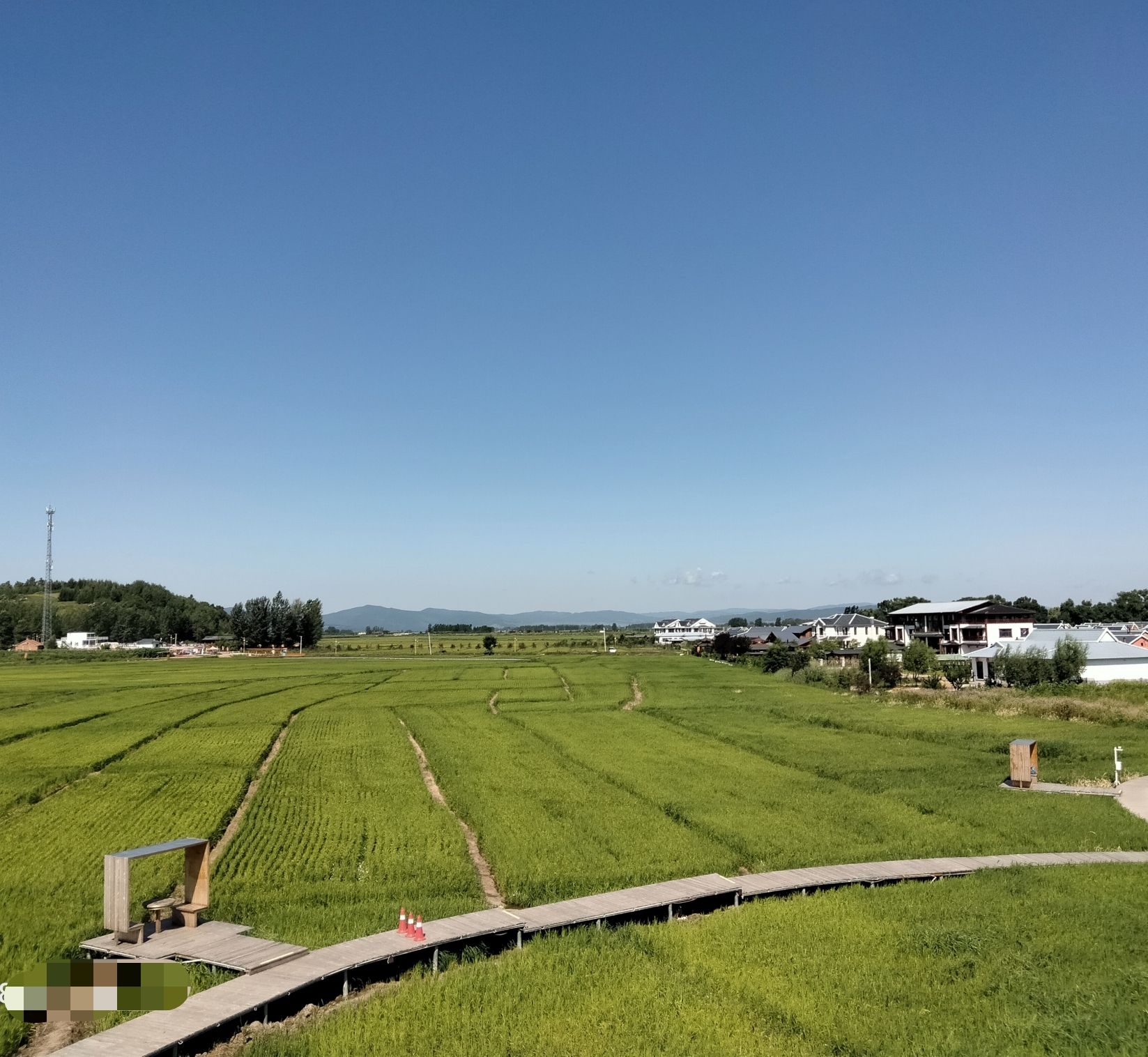 中兴村花海旅行图片 1