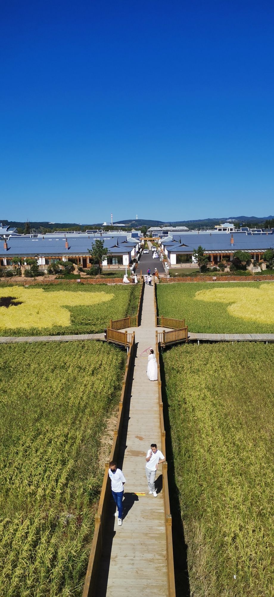 中兴村花海旅行图片 1