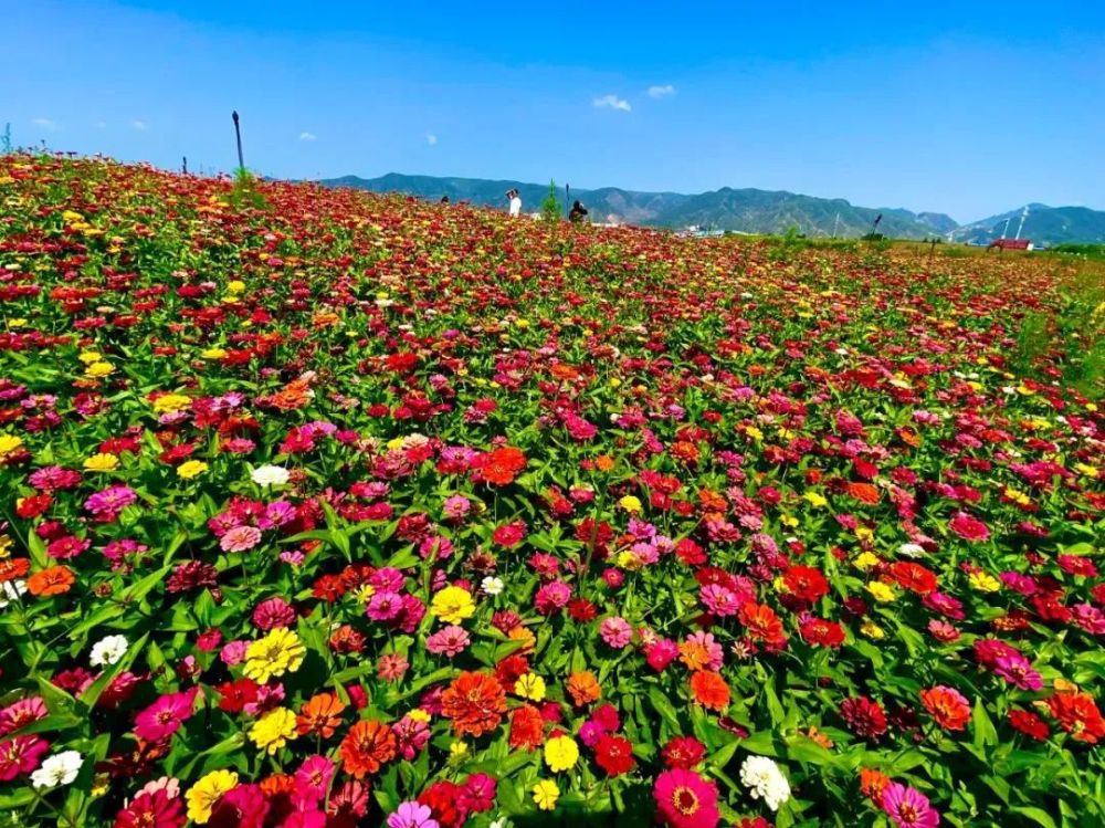 天骄花苑旅行图片 1