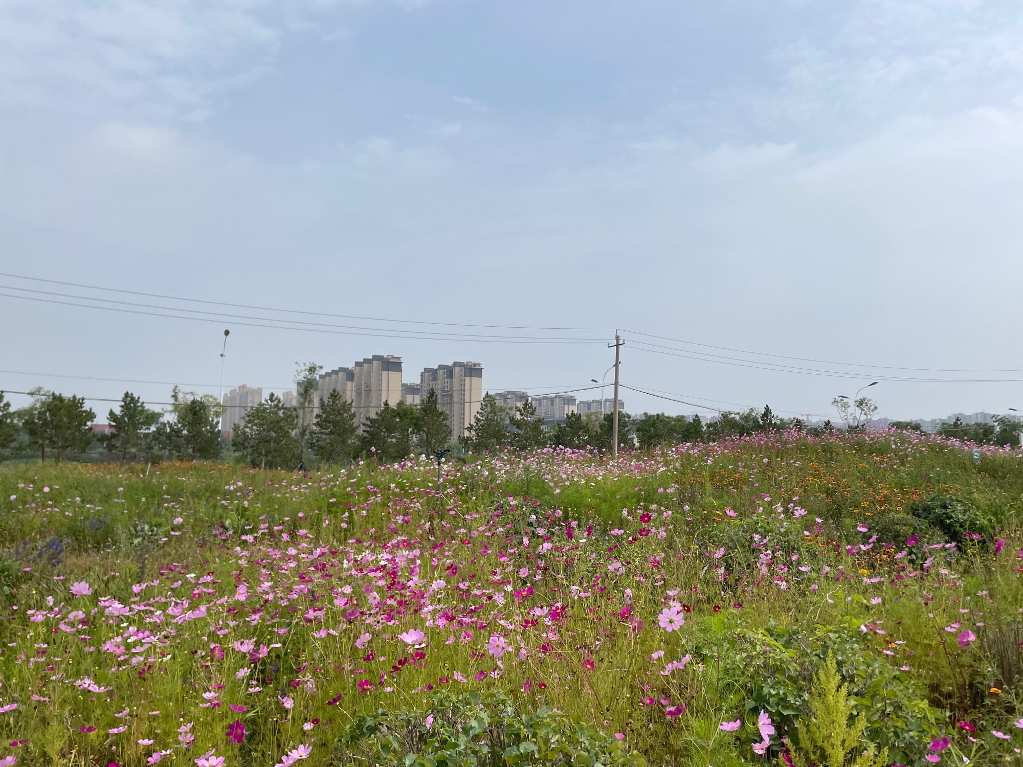 天骄花苑旅行图片 3
