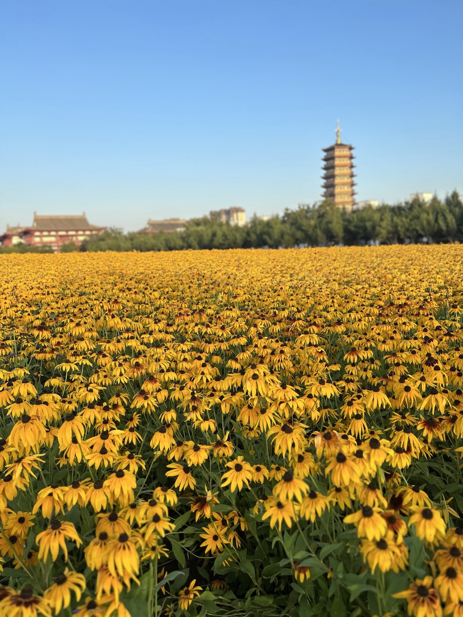 北湖花海旅行图片 3