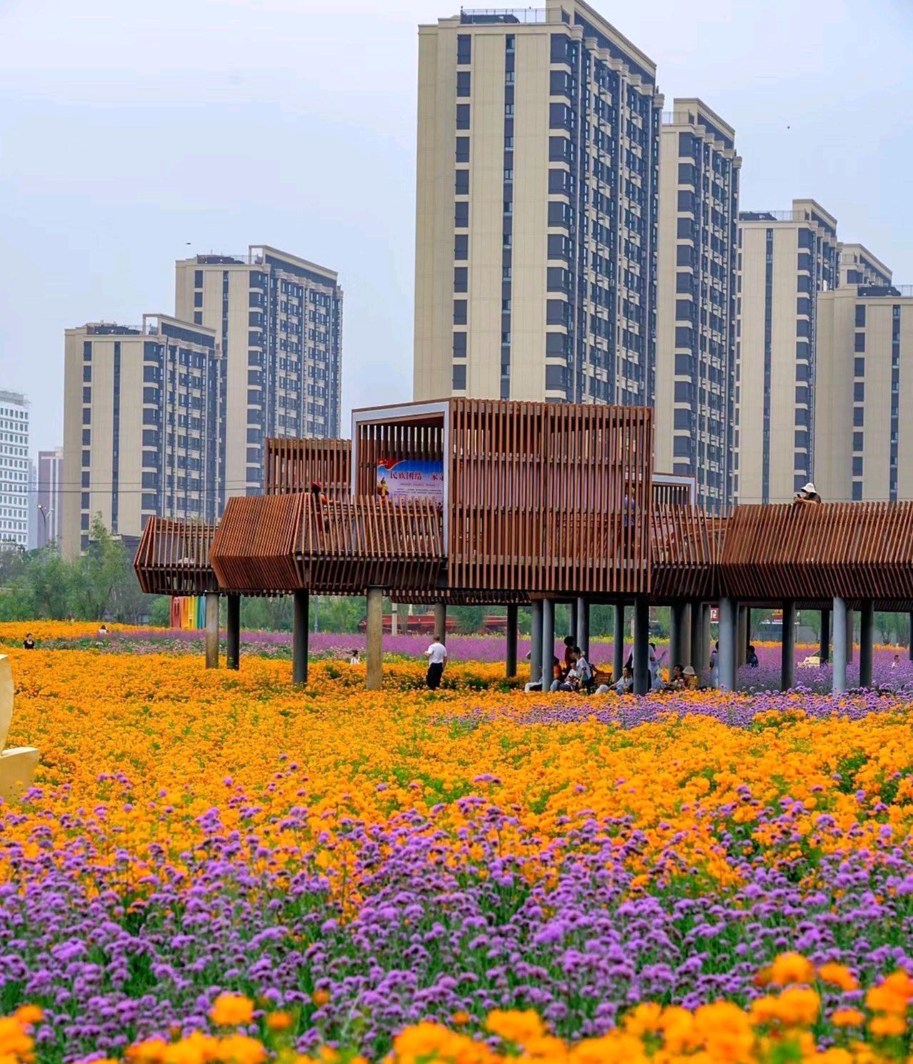 北湖花海旅行图片 2