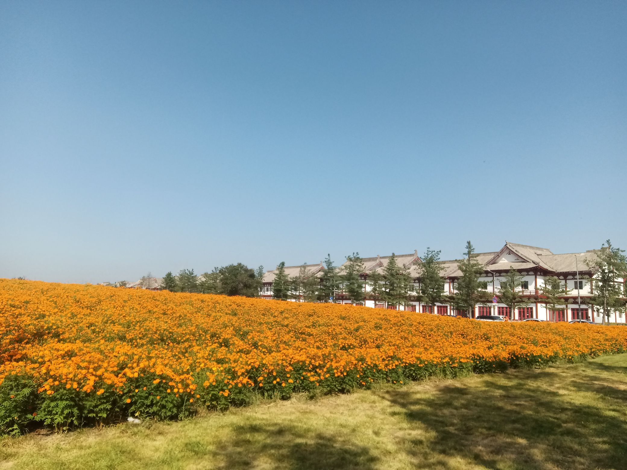 北湖花海旅行图片 2