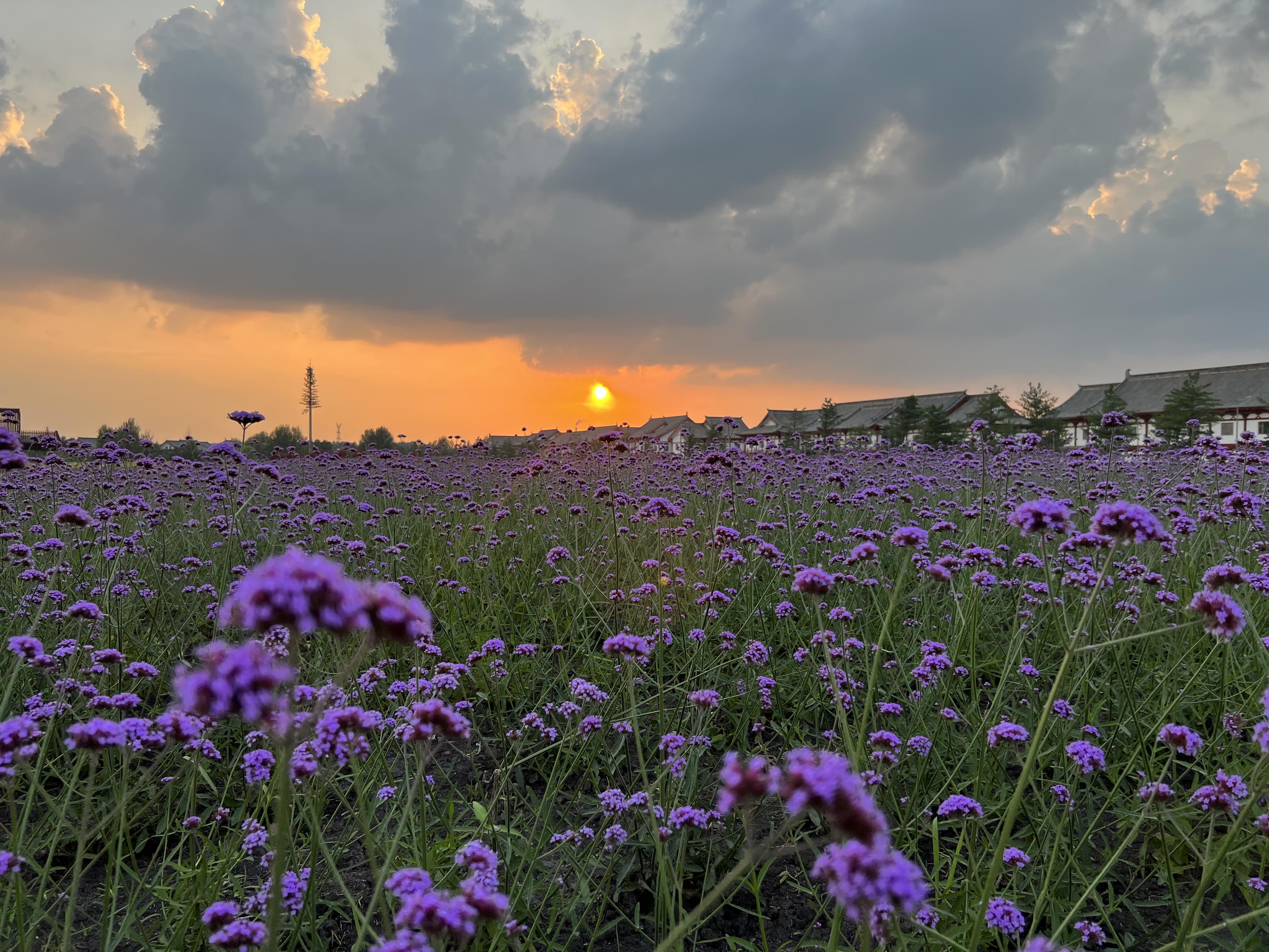 北湖花海