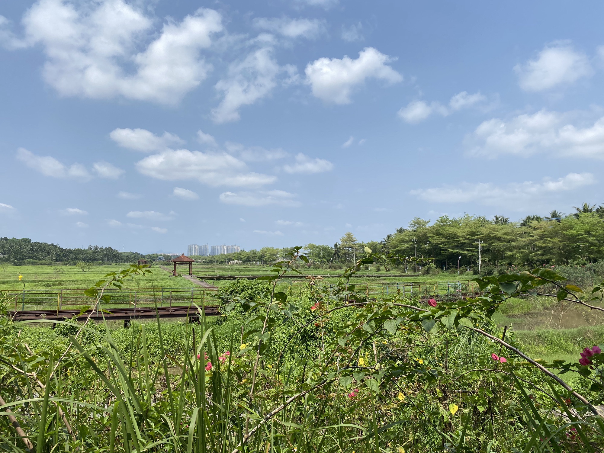 龙寿洋万亩田野公园现场照片 3