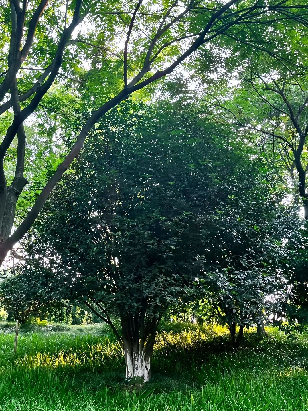 龙潭公园旅行图片 1