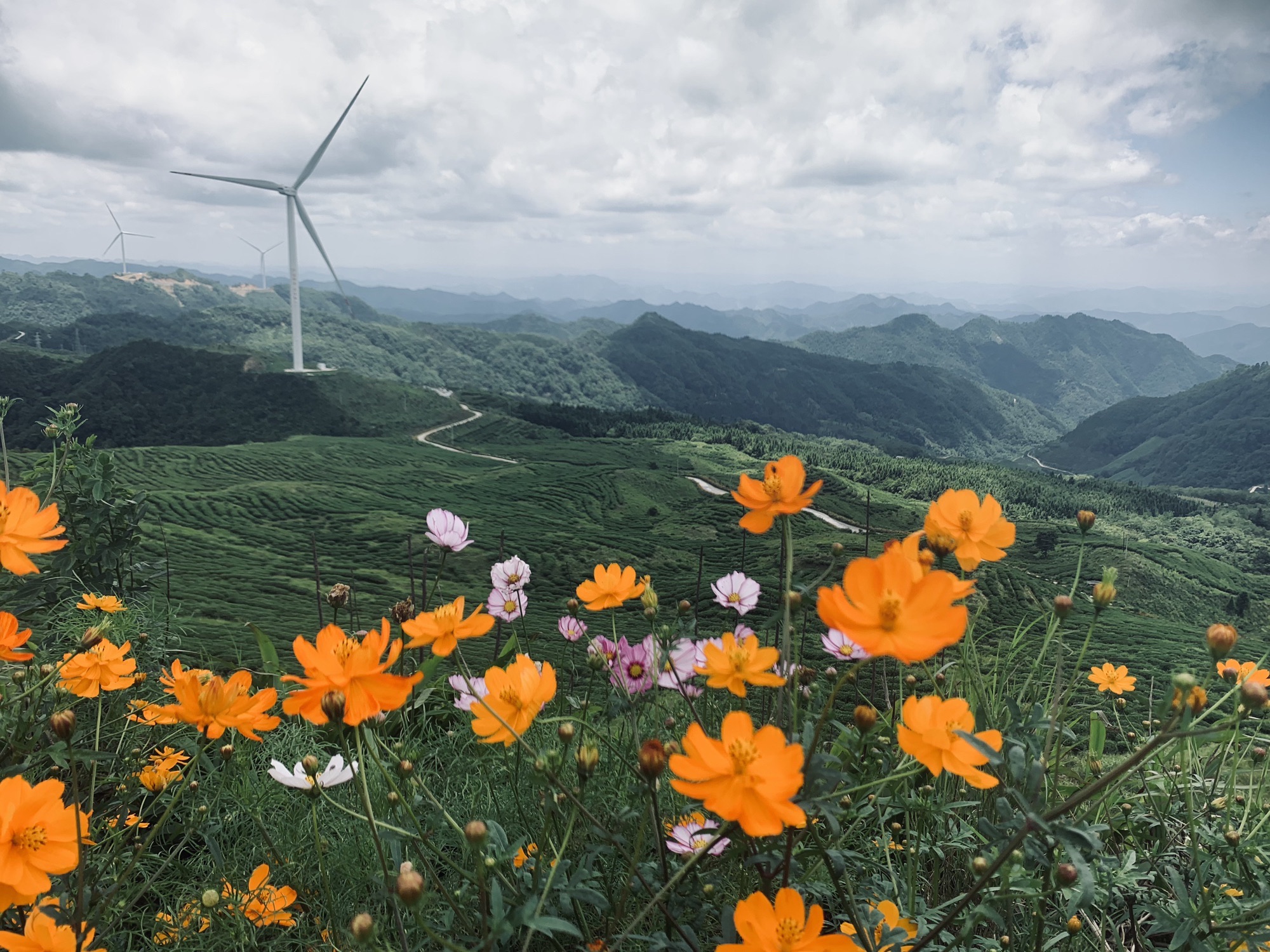全达风车花海旅行图片 2