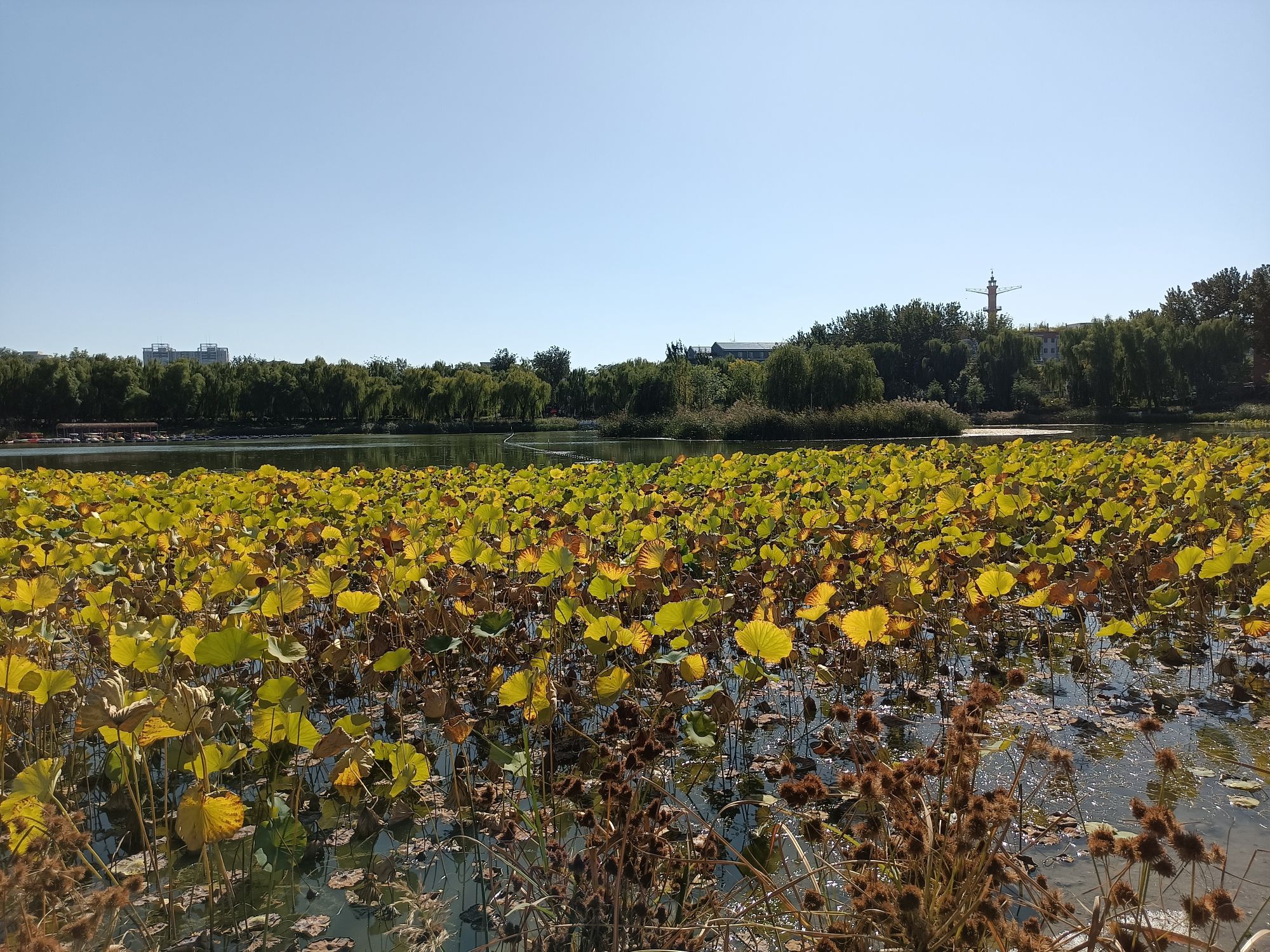 龙潭西湖公园旅行图片 1