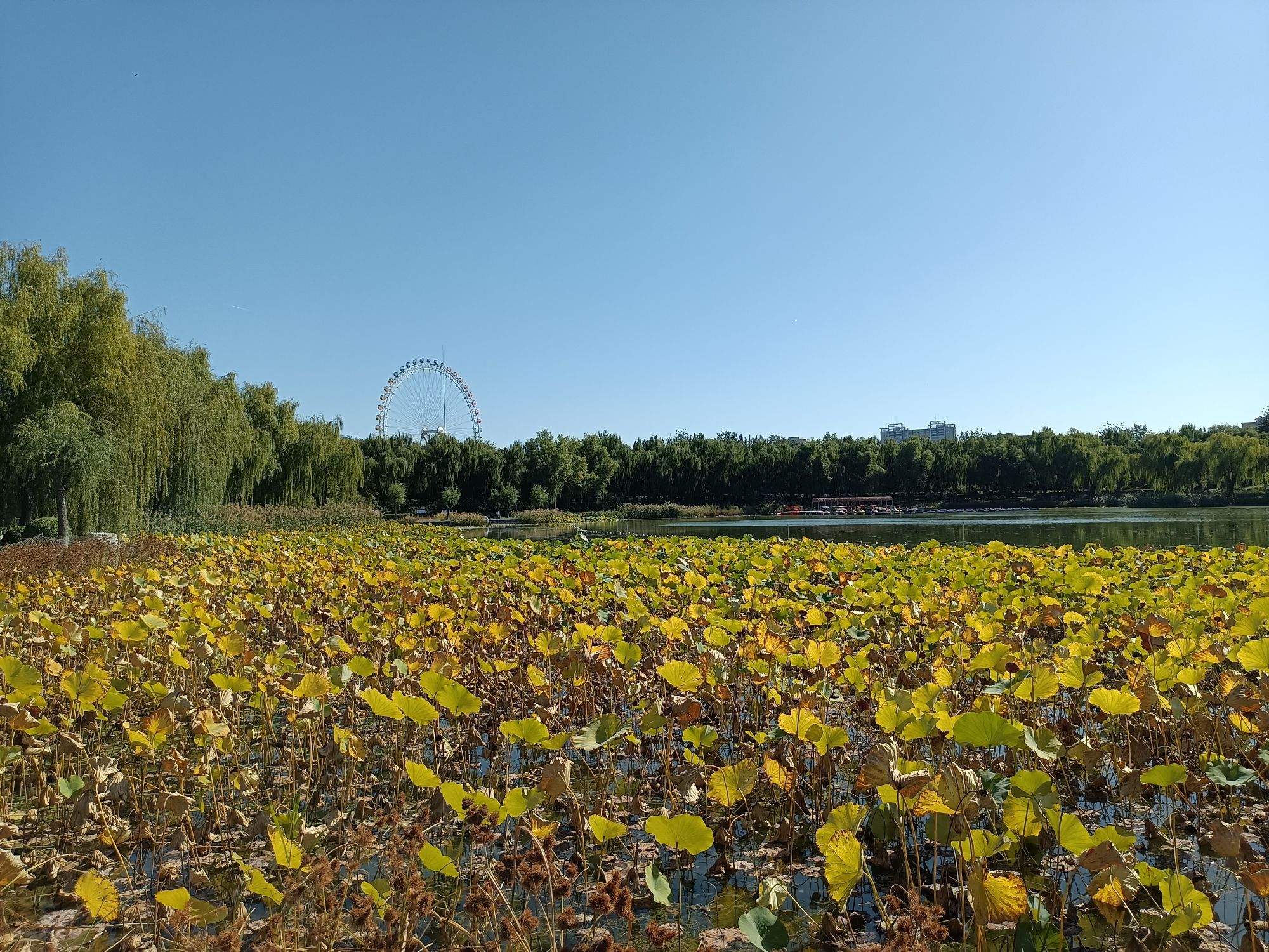 龙潭西湖公园旅行图片 2