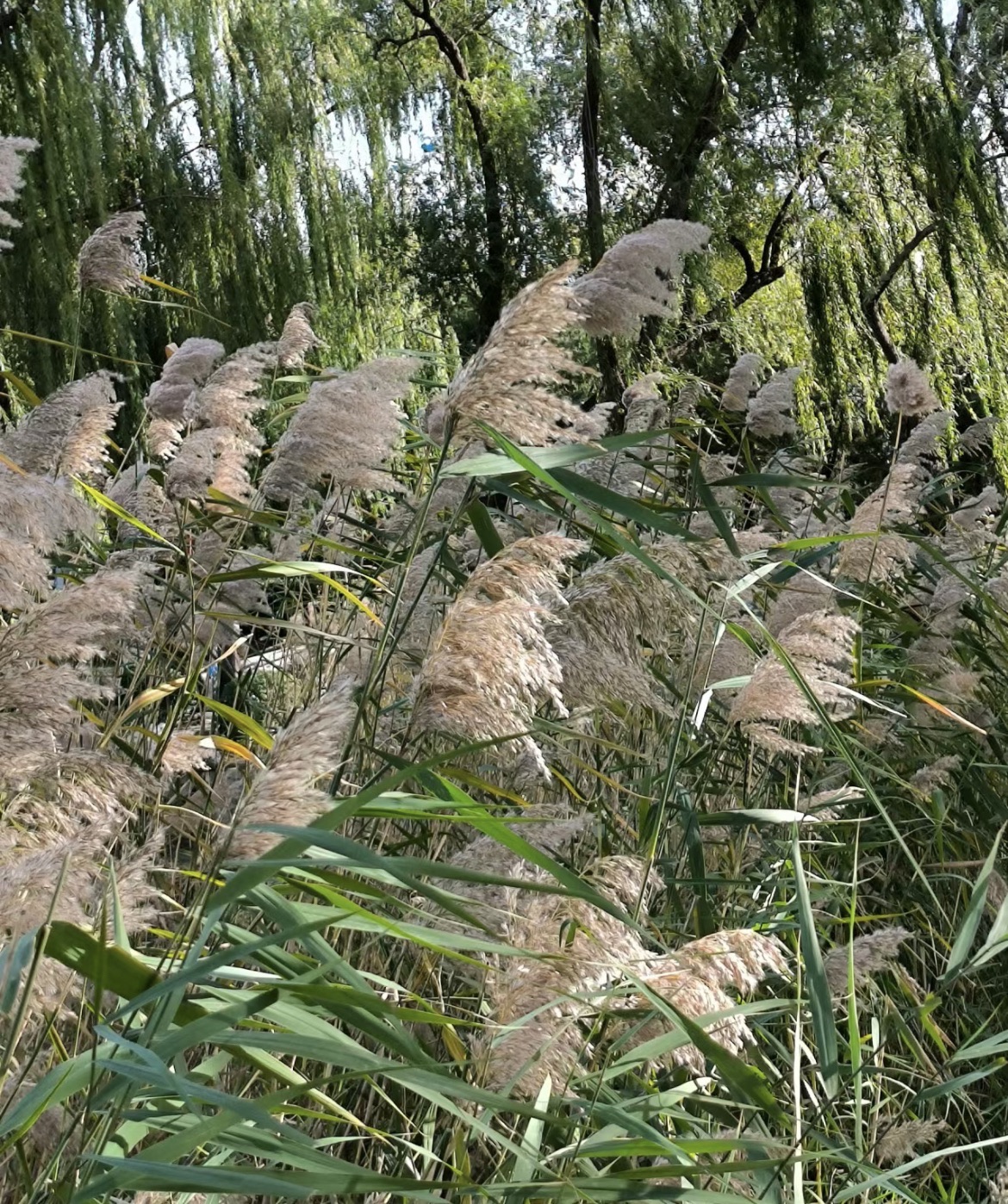 龙潭西湖公园旅行图片 3