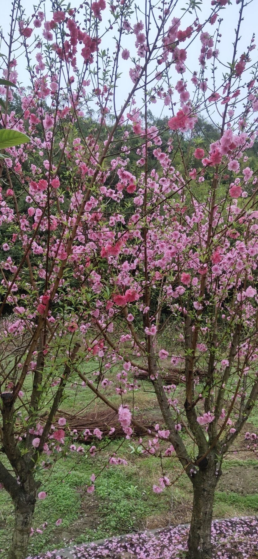 花塘花海旅行图片 1