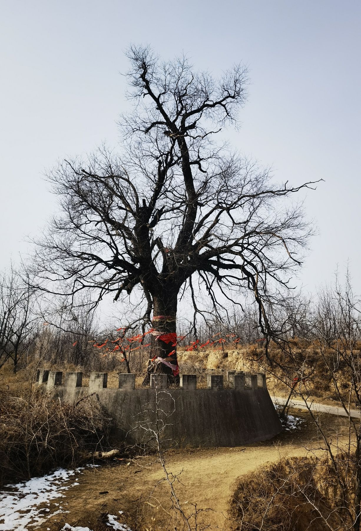 大王镇北村千年古槐旅行图片 1