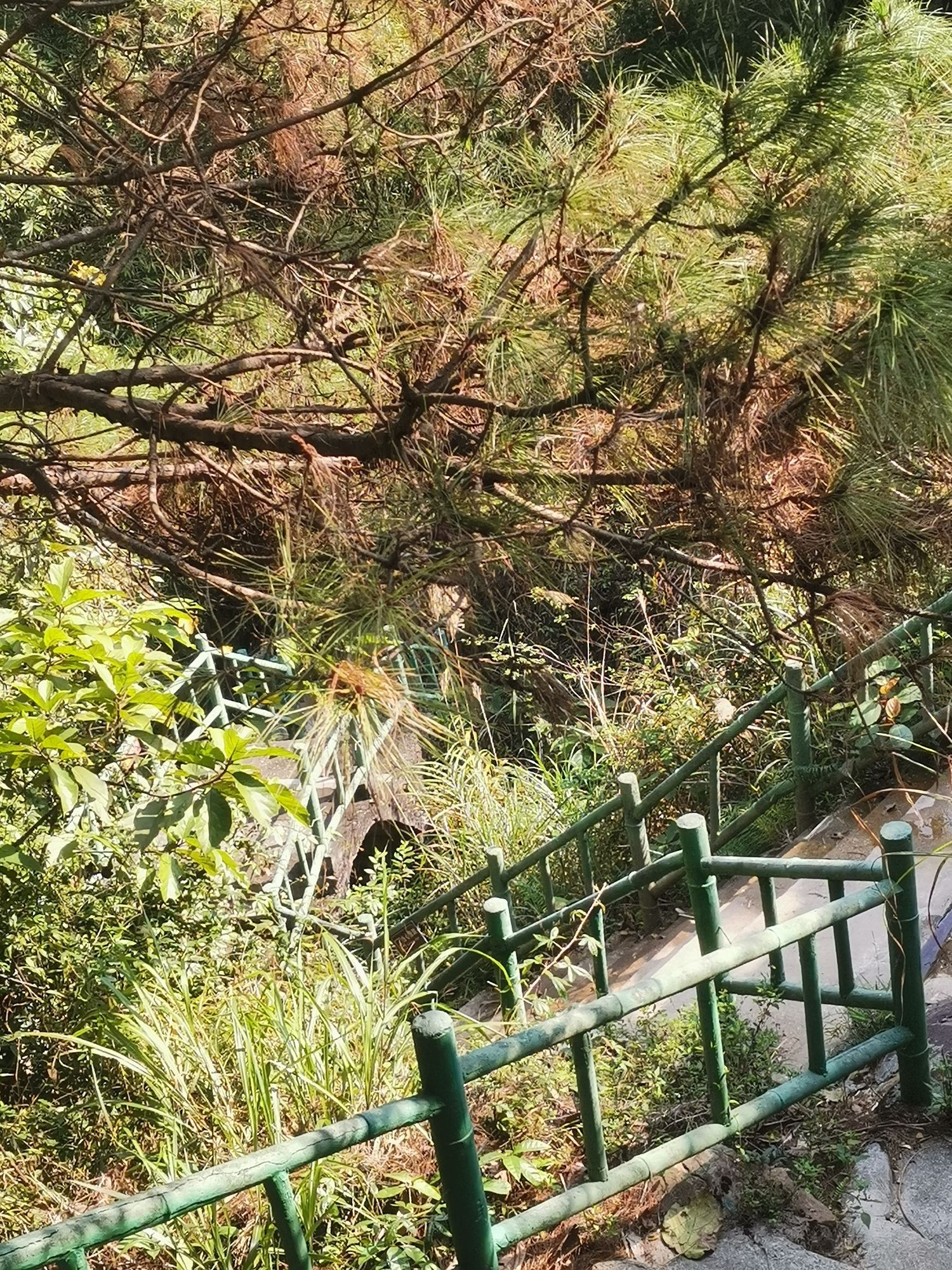 白鹤观竹海旅行图片 3