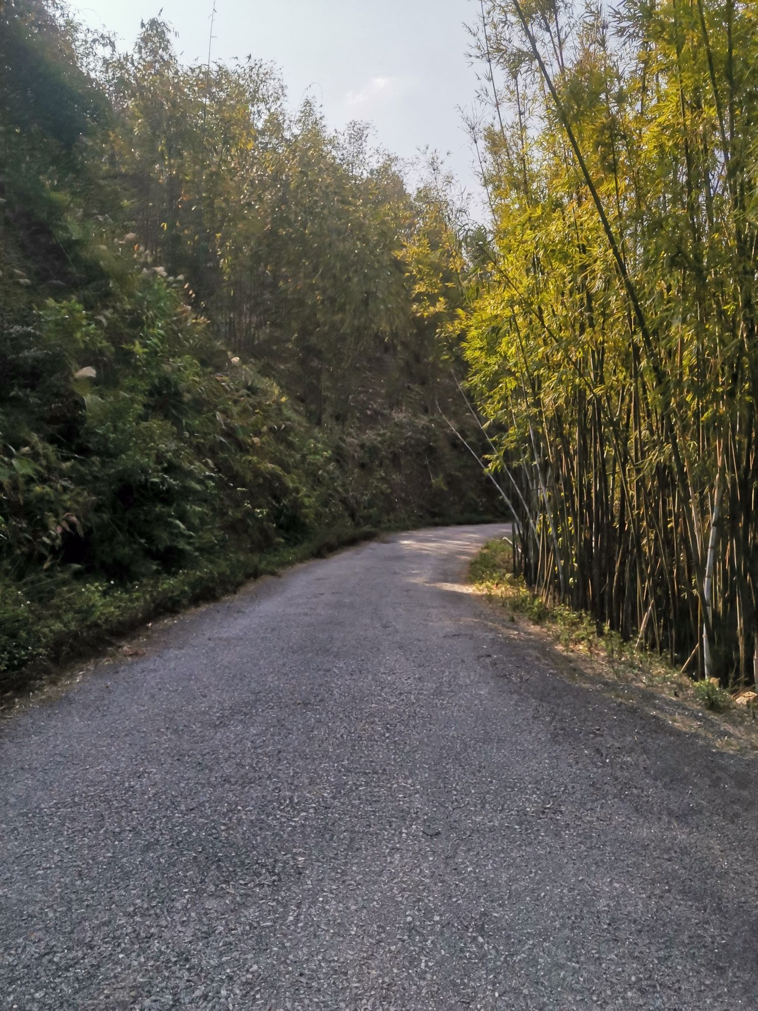 白鹤观竹海旅行图片 2