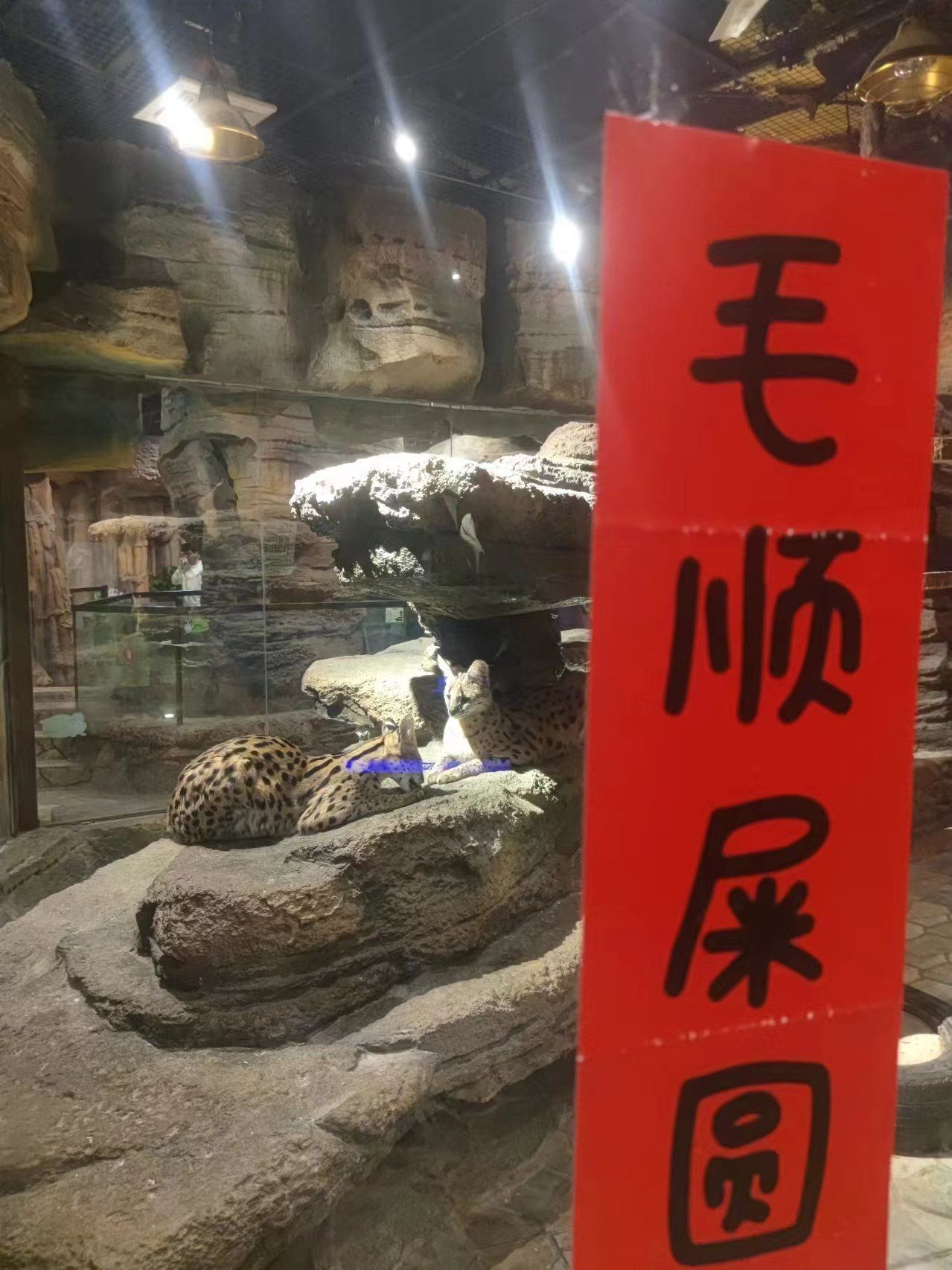灵客欢乐动物园旅行图片 1