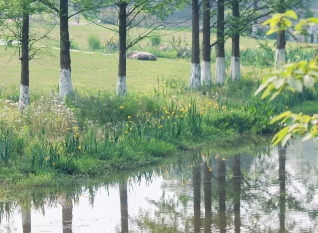 龙涧溪公园旅行图片 2