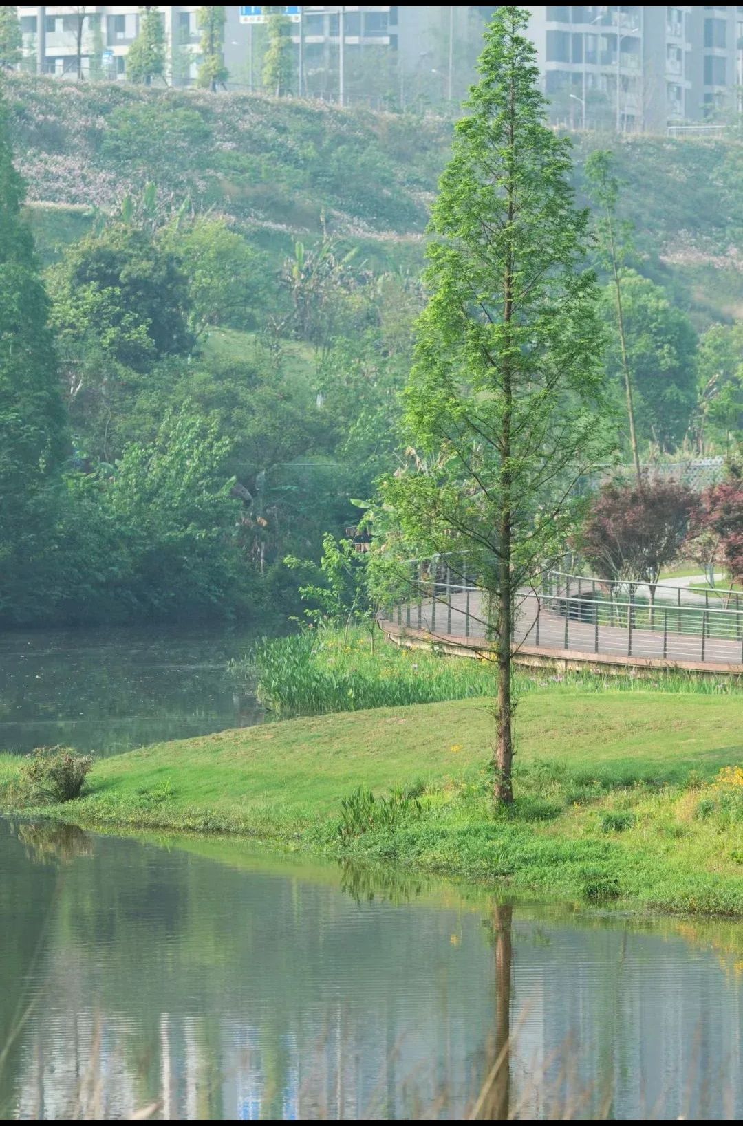 龙涧溪公园旅行图片 3
