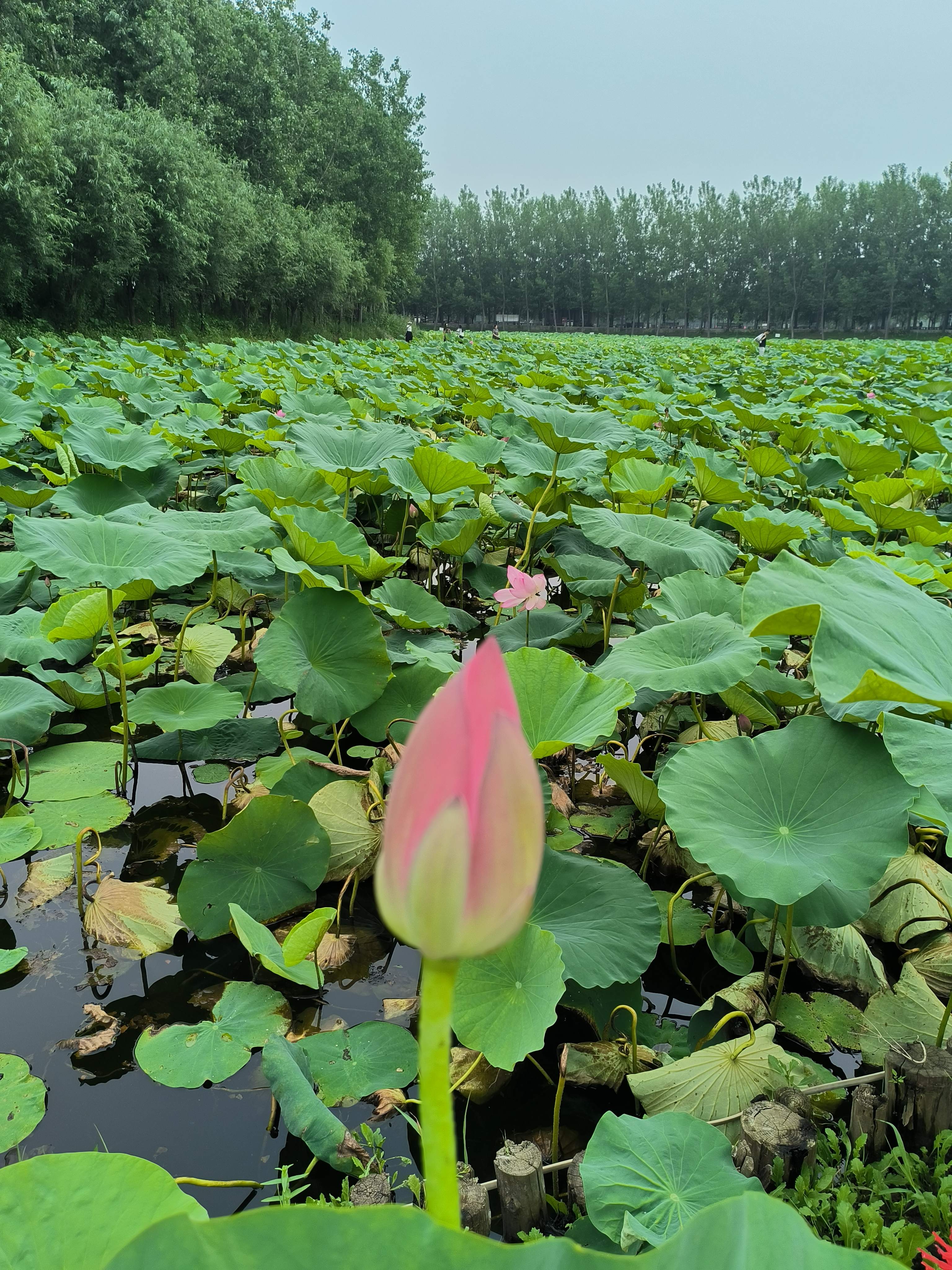 从前漫花谷旅行图片 2